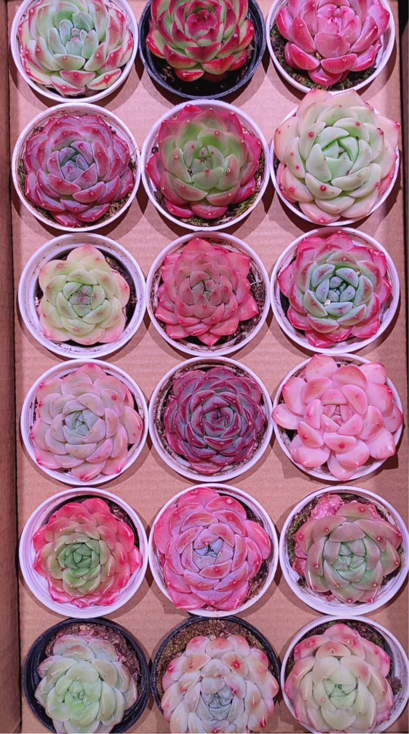 Echeveria Package 5cm pot 60 pieces are randomly delivered with pots.