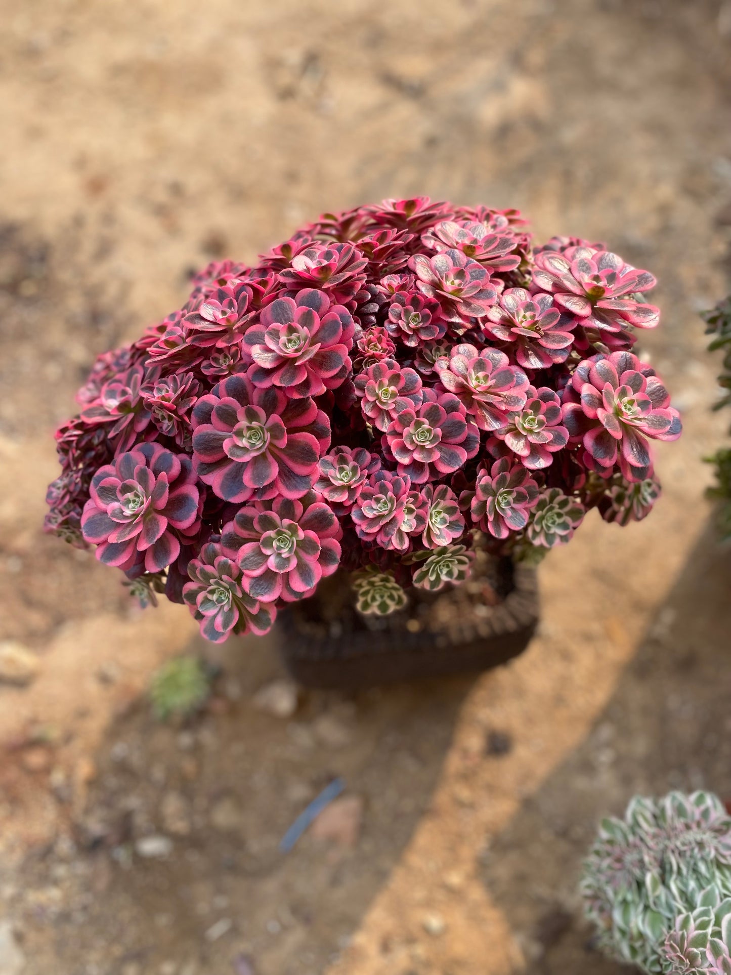 Medusa Crested/美杜莎缀化 32CM two years old 3 years old.You will receive the plant that looks like the photo.