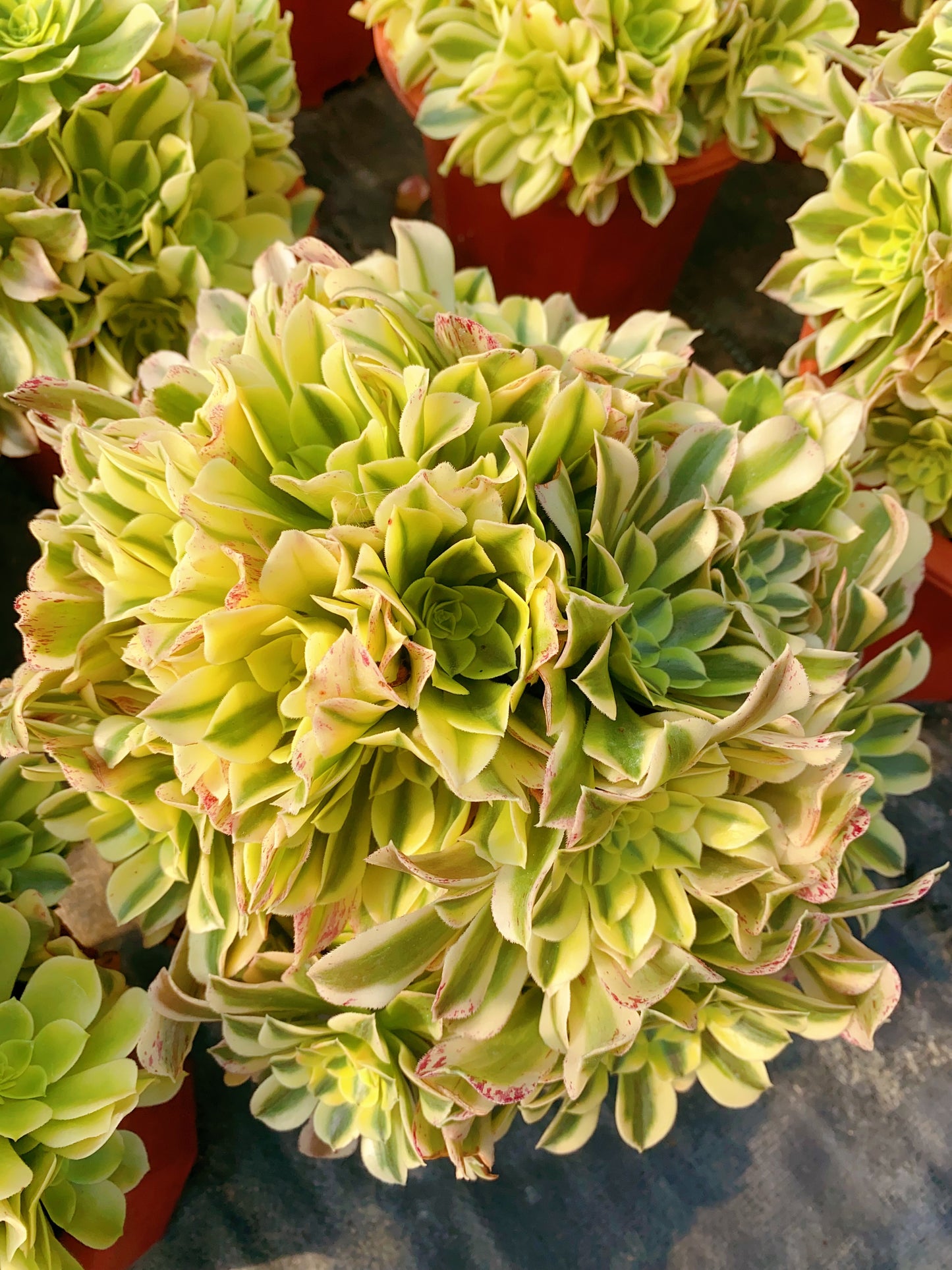 Green Medusa/绿豆沙 Spherical Cluster At least 12 heads 30cm-40cm two years old