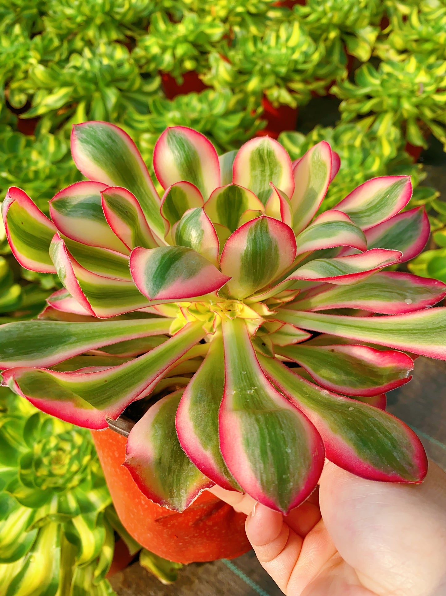 Alice/爱丽丝 cluster 30-40cm at least 8 heads