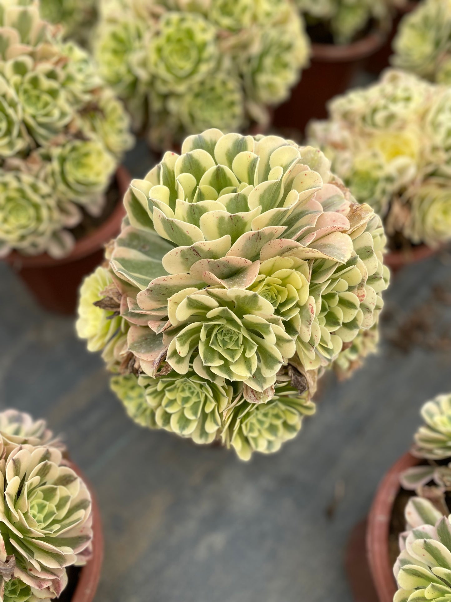 Green Medusa/绿豆沙 cluster 20-30cm at least 13 heads