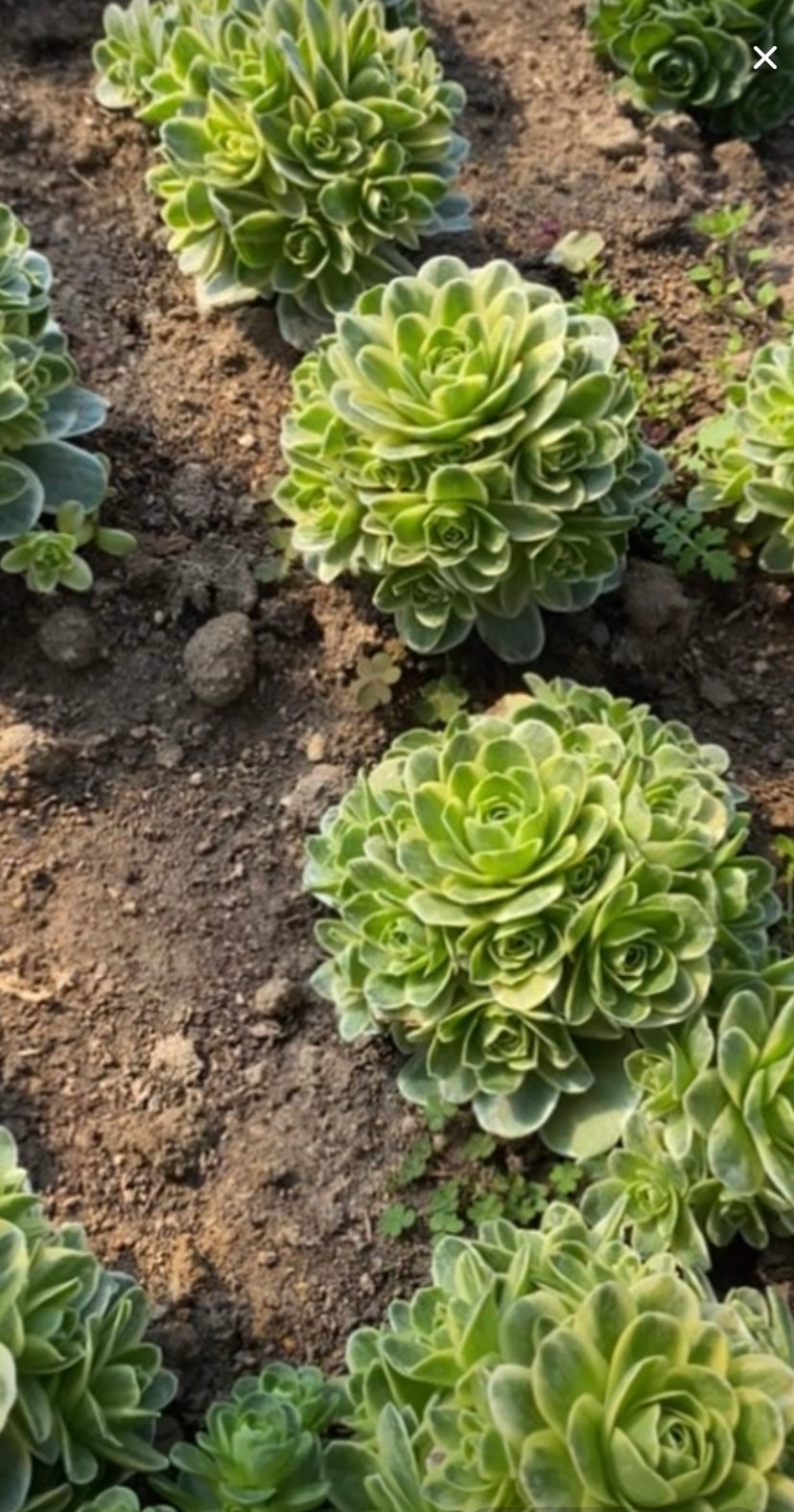 Greenovia Veriagated/山地玫瑰锦 cluster at least 6 heads 10cm