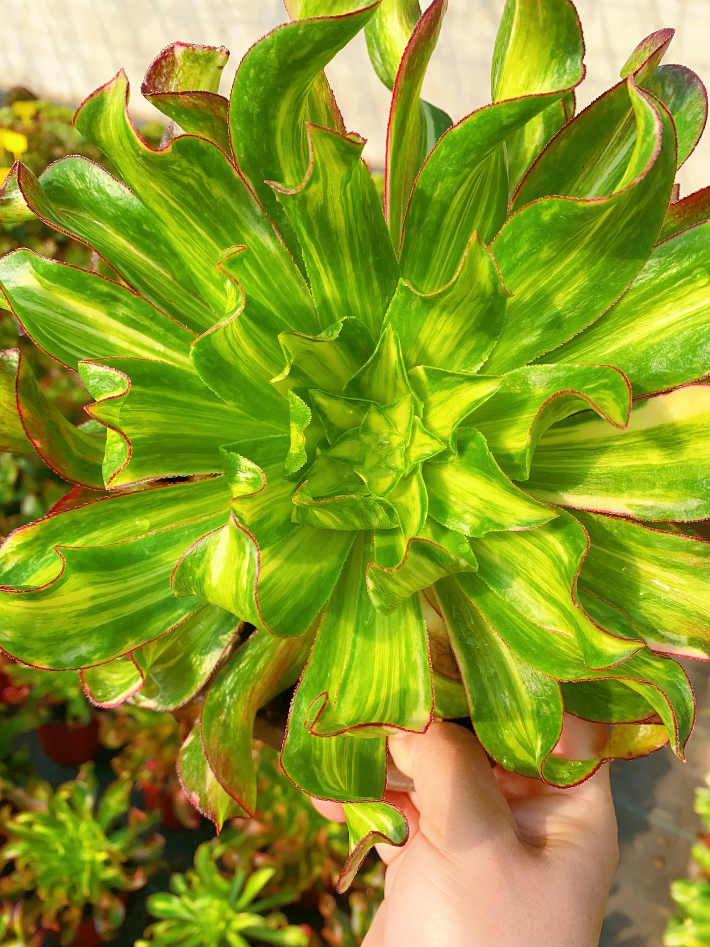 Colorful Phantom/魅影中斑七彩 cluster 20-30cm at least 6 heads