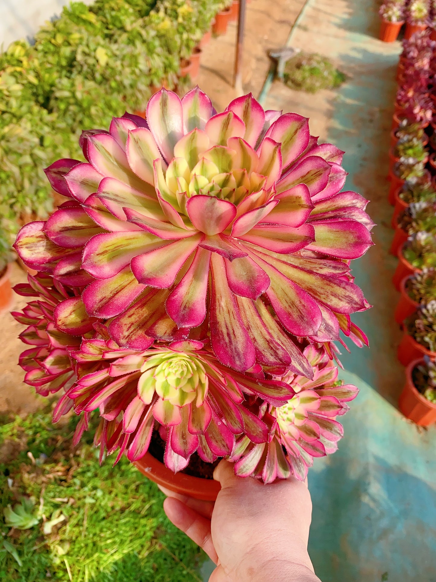White Moonlight/白月光 Cluster At least 10 heads 20cm-30cm two years old
