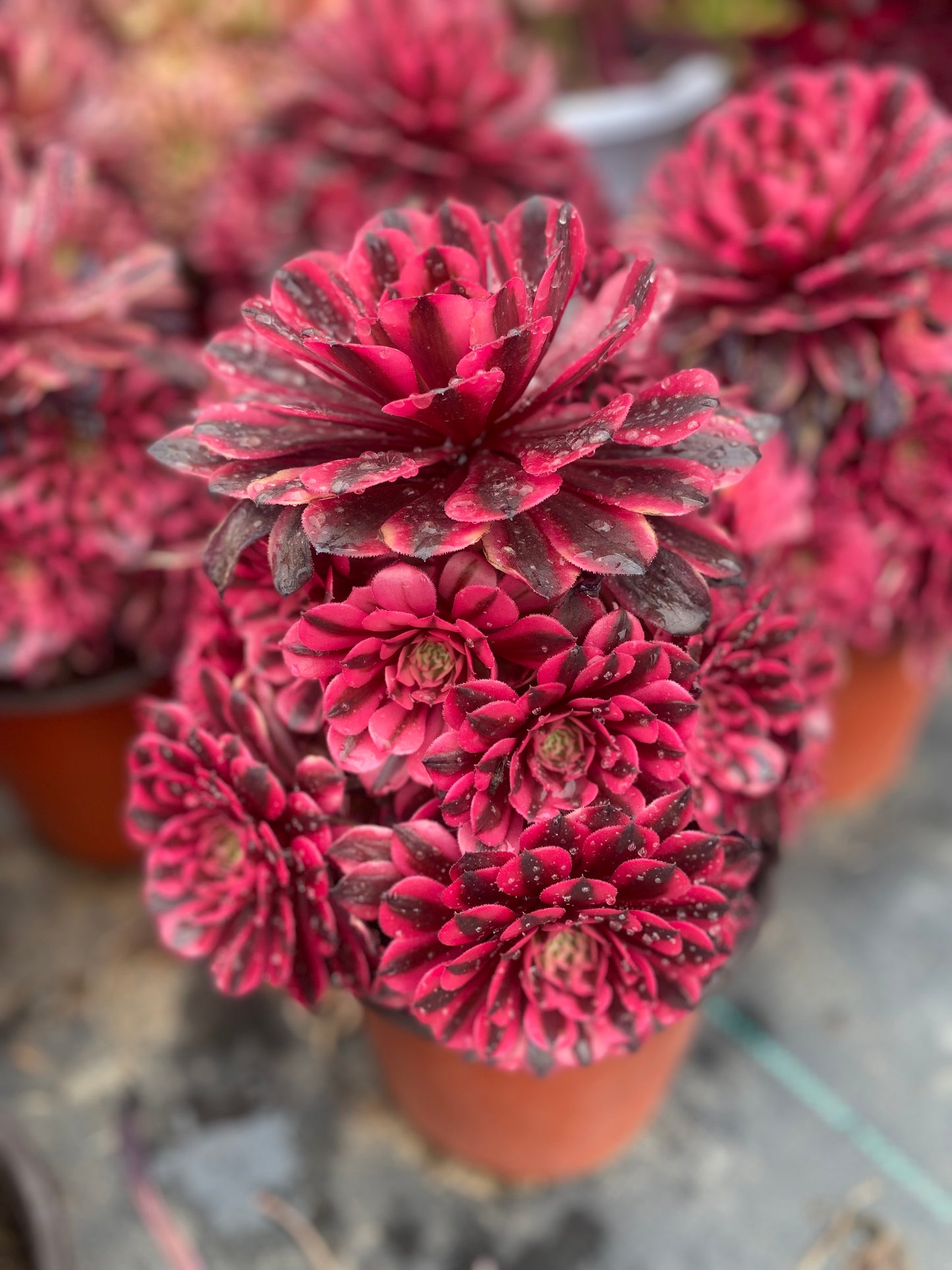 Pink Panther/粉红豹 cluster 20-30cm at least 10 heads