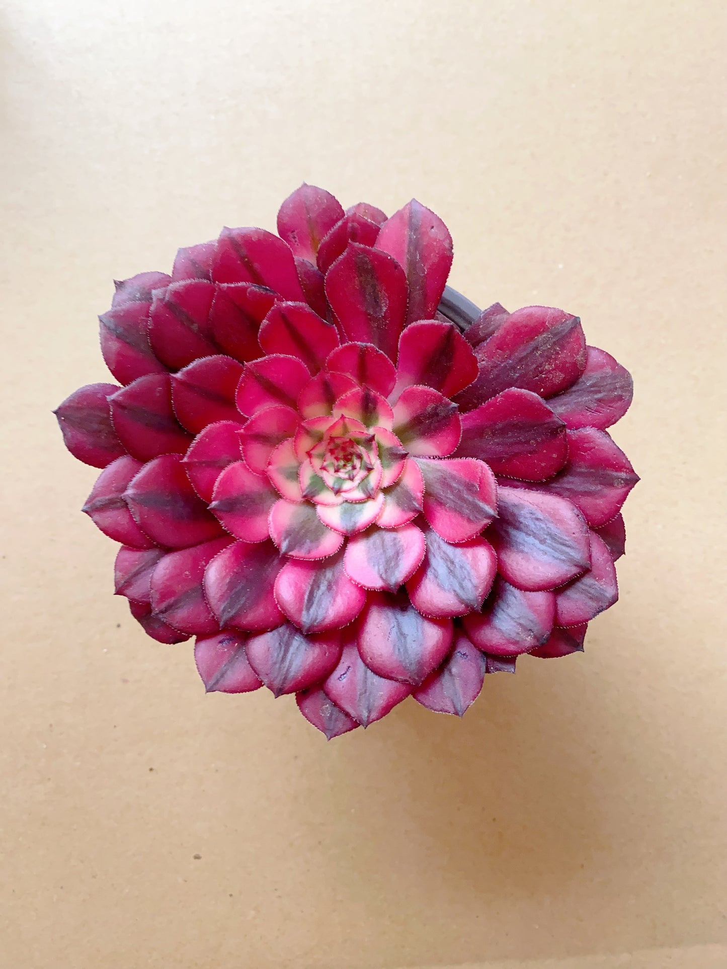 Houyi/后羿 cutting at least 10cm