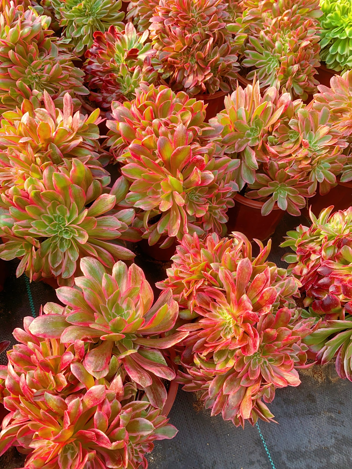 Huansha Crested/浣纱缀化20-30cm