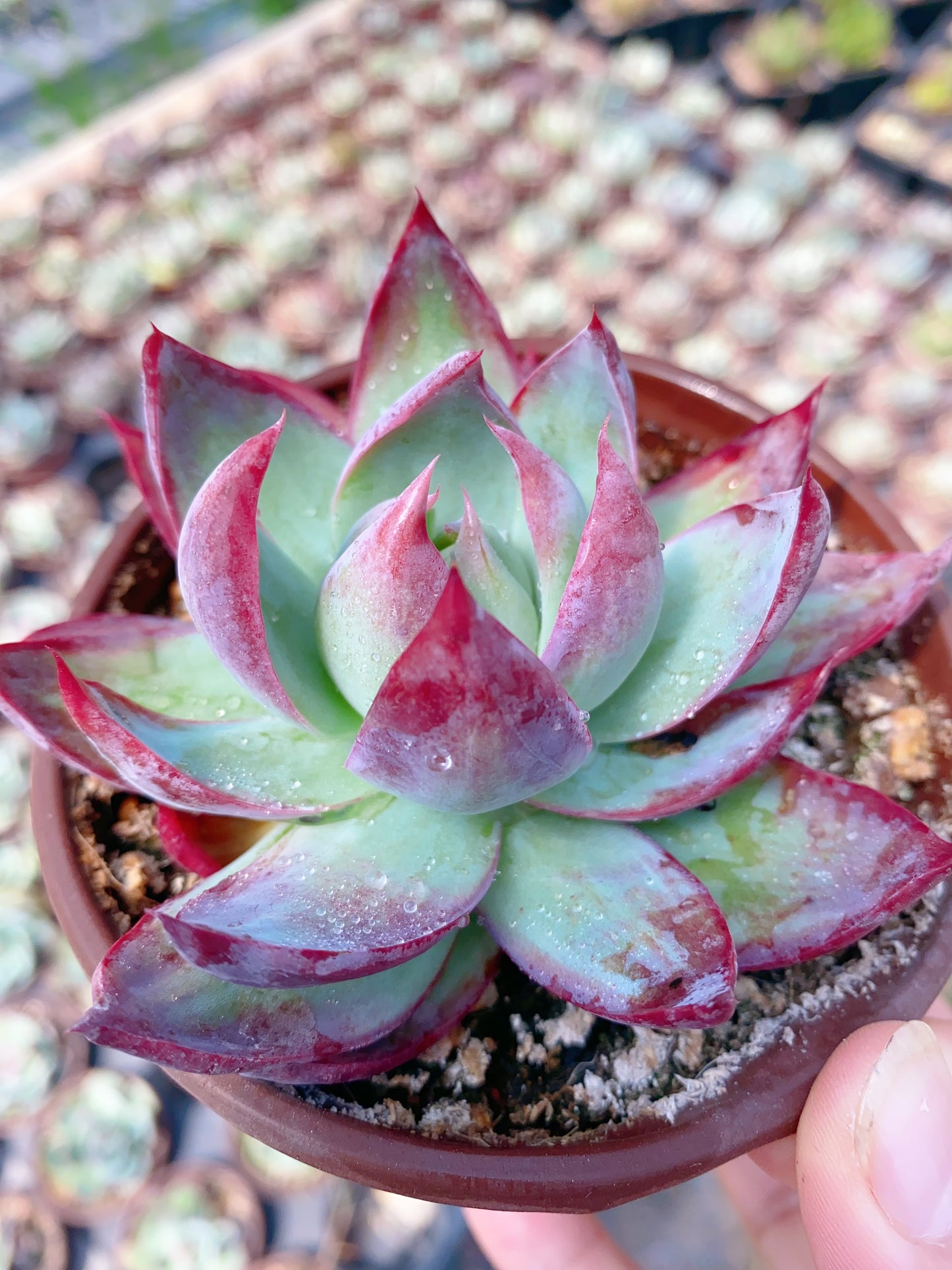 Casio/惊鸿仙子/卡西欧 9cm pot