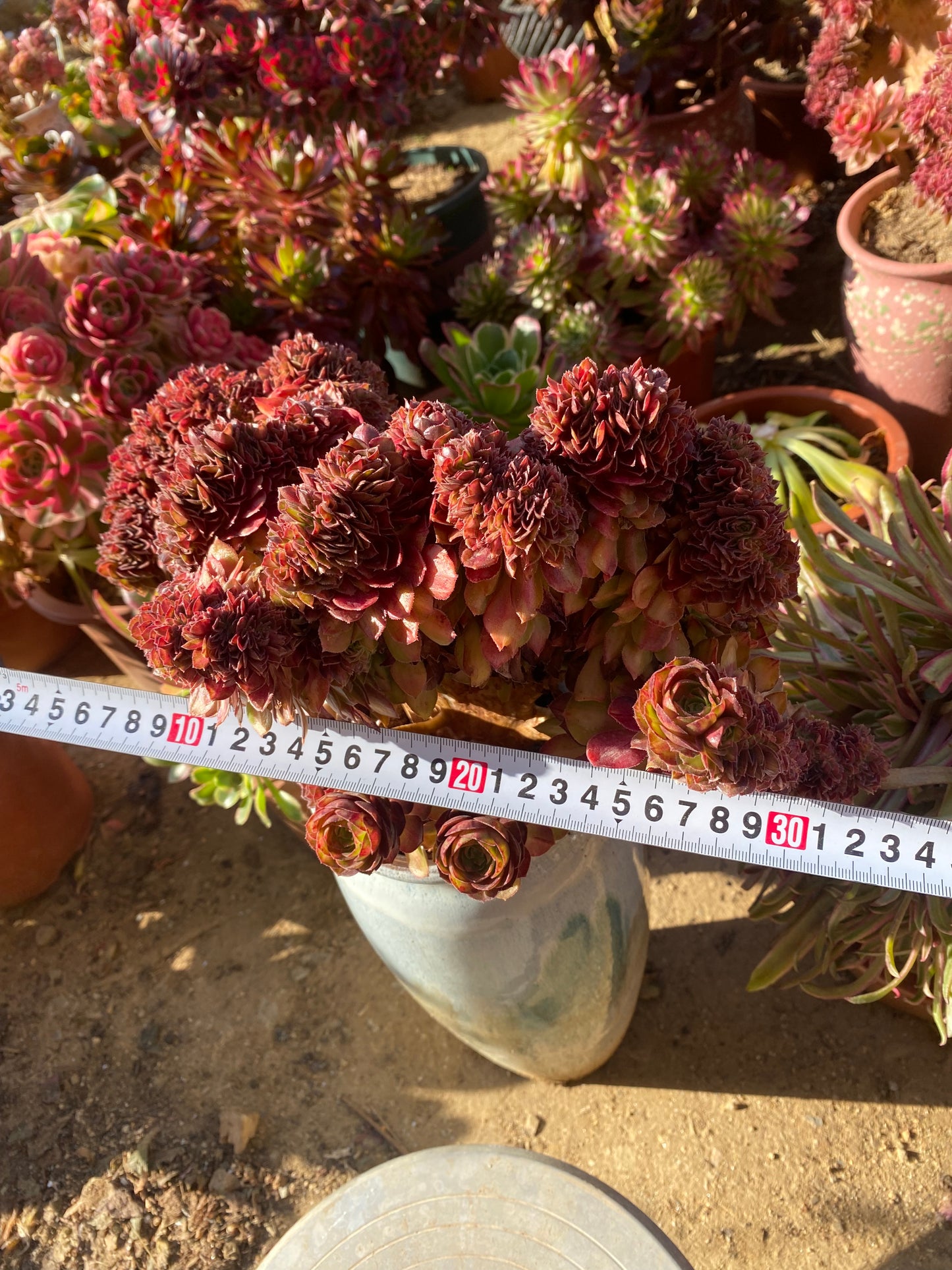 Black Tea Crested/红茶 Middle Veriagated of Allure 32cm There are some flower heads below, forming a shape of stars surrounding the moon.