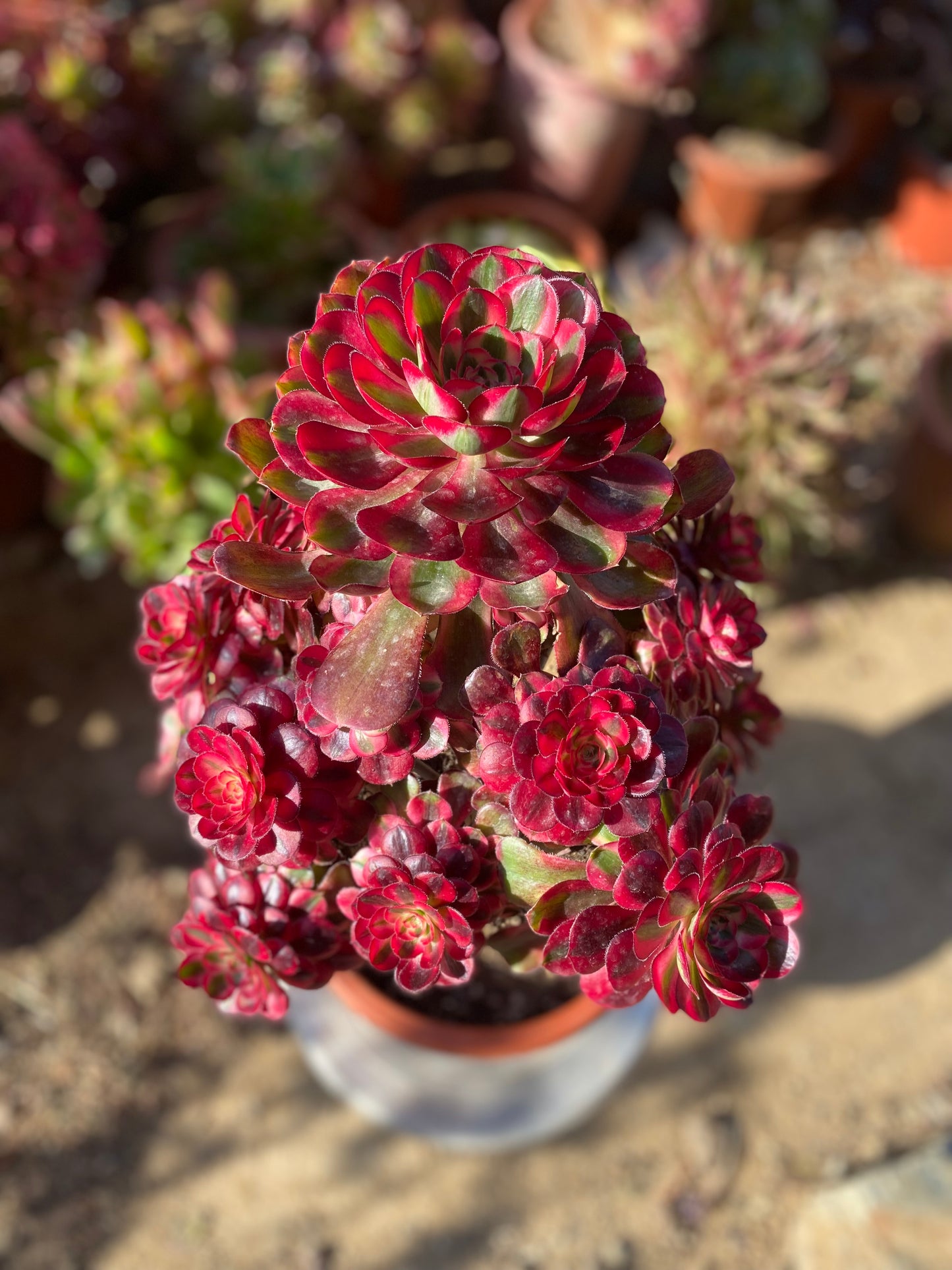 Chanel/香奈儿 cluster at least 18 heads 30cm two years old aeonium cluster
