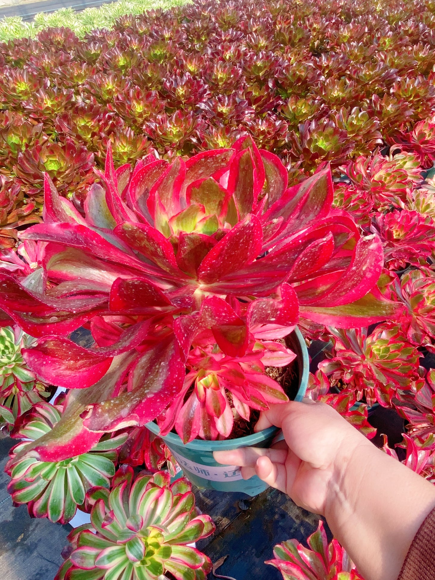 Phantom/魅影 cluster 30-40cm at least 8 heads
