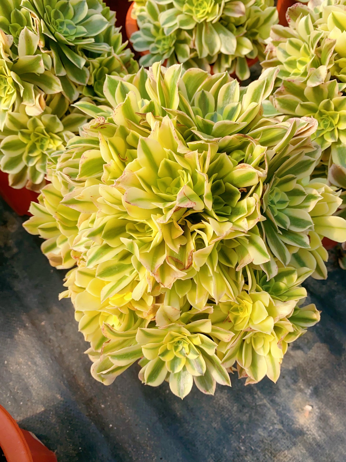Green Medusa/绿豆沙 Spherical Cluster At least 12 heads 30cm-40cm two years old