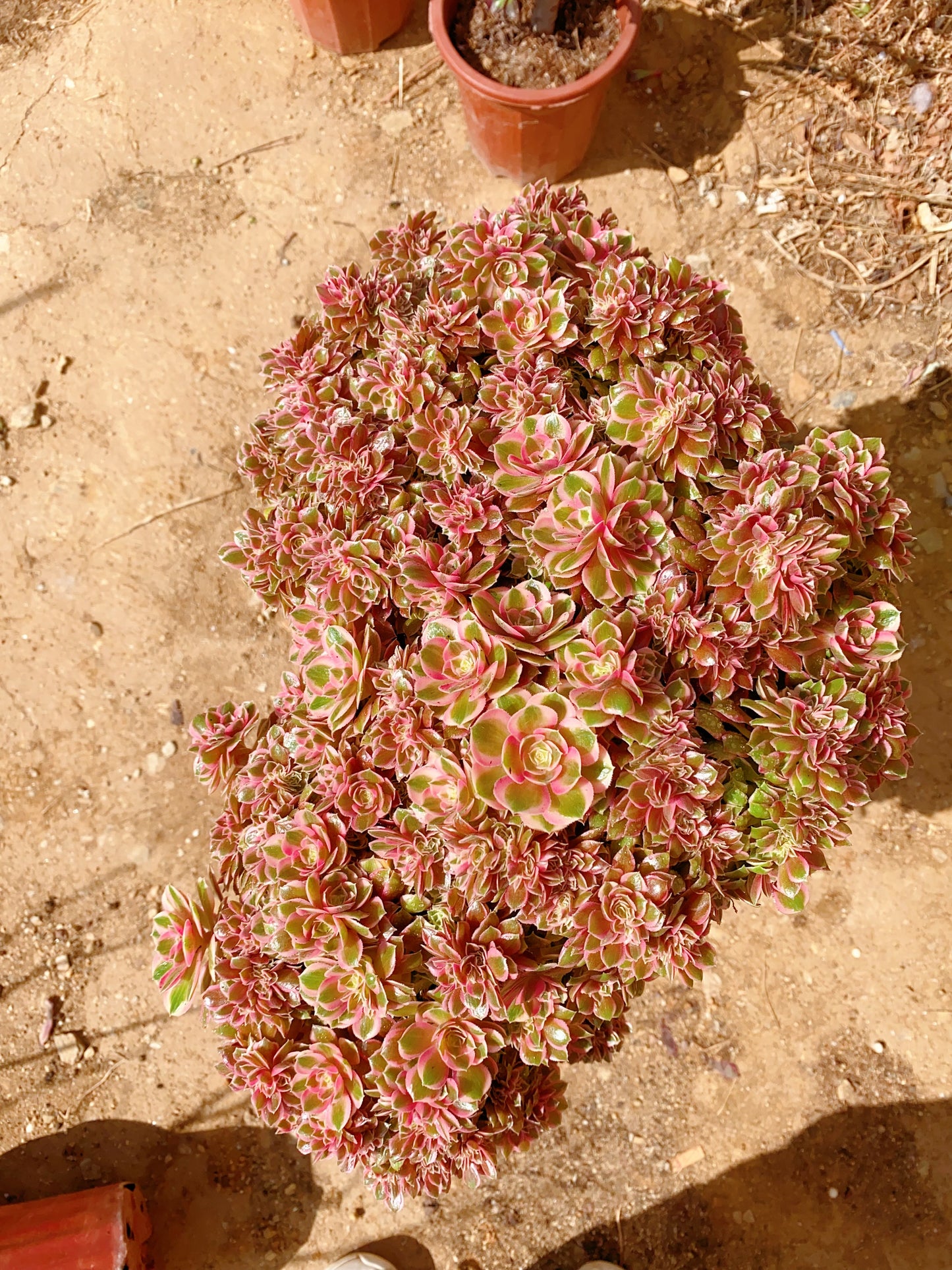 Pink Girl Crested/粉女郎缀化 40cm. You will get this plant in the picture