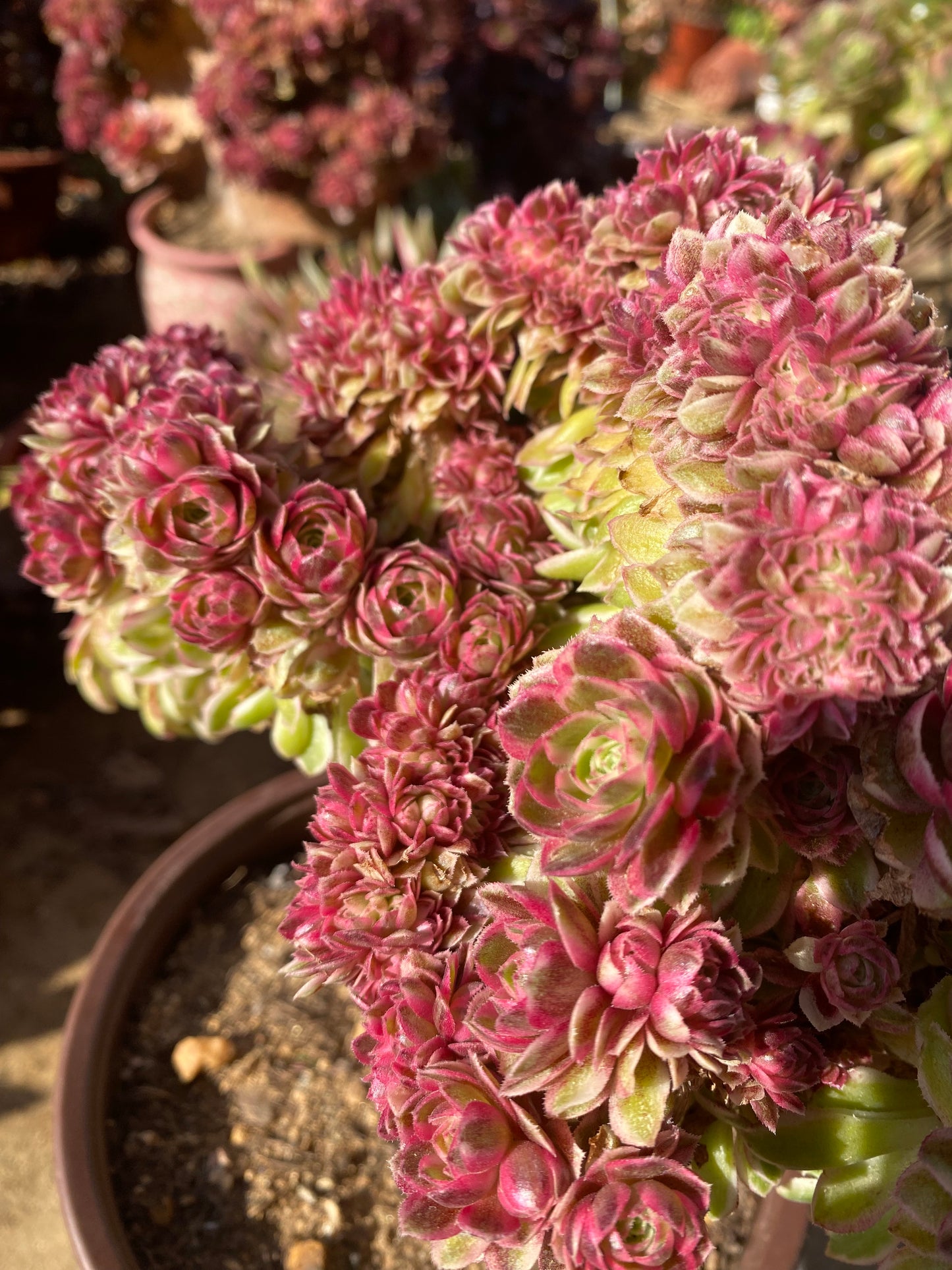 Allure Crested/倾城缀化 25cm two years old aeonium crested