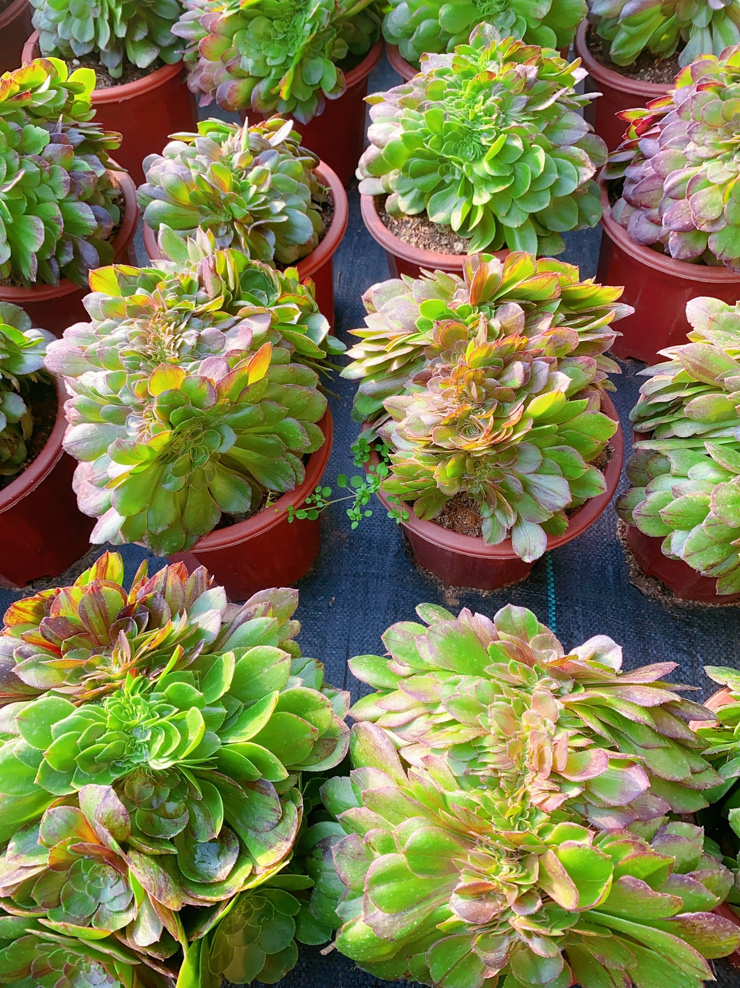 Pulidonis Crested/花月夜缀化 20-30cm