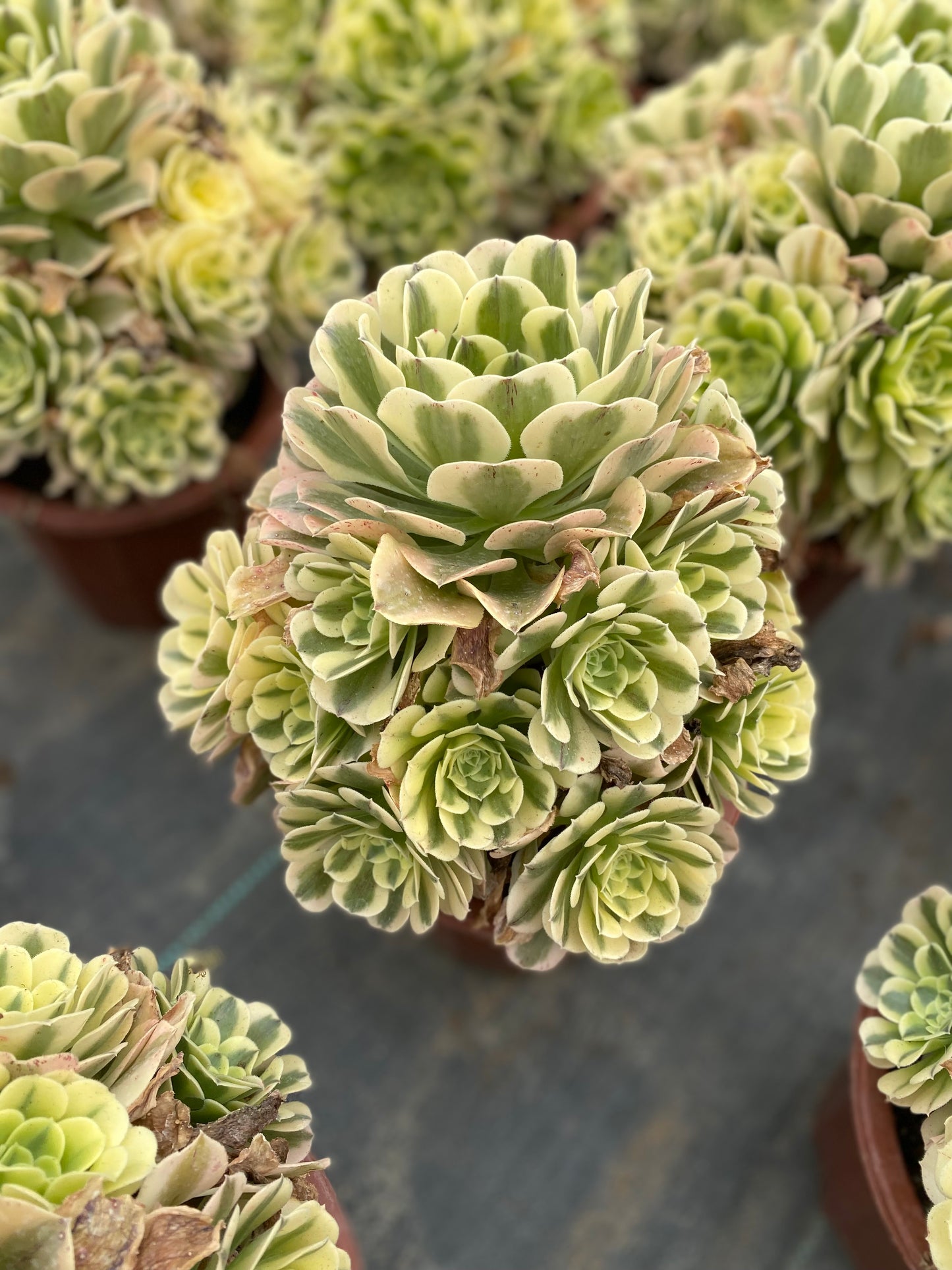 Green Medusa/绿豆沙 cluster 20-30cm at least 13 heads