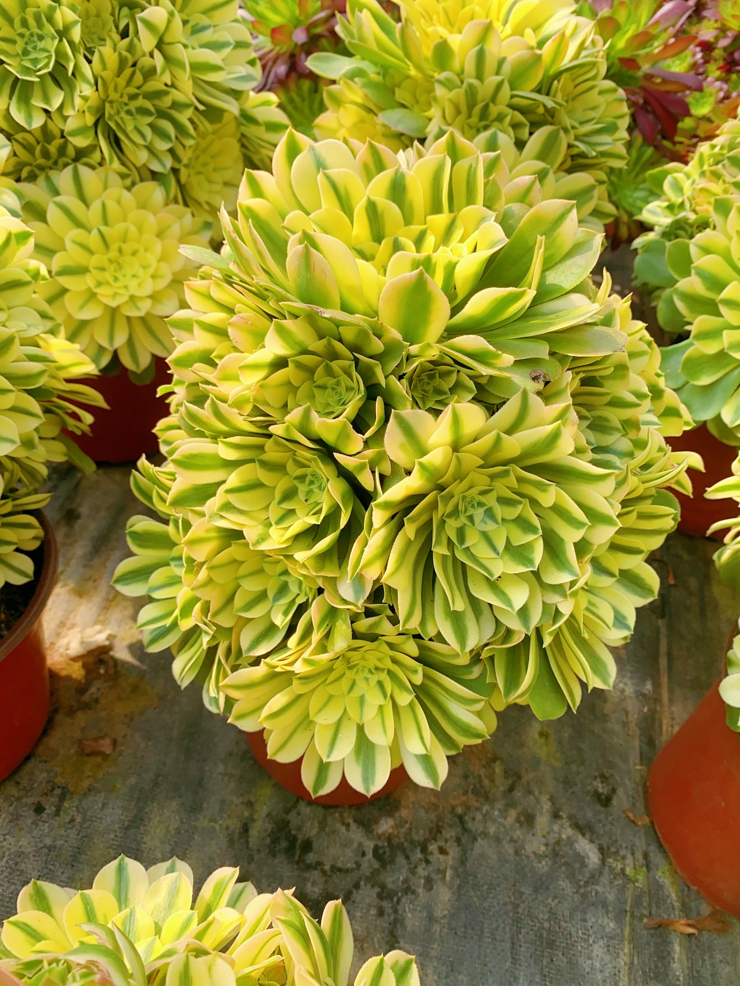 Sinnia/辛尼亚 cluster at least 15 heads 30-40cm two years old