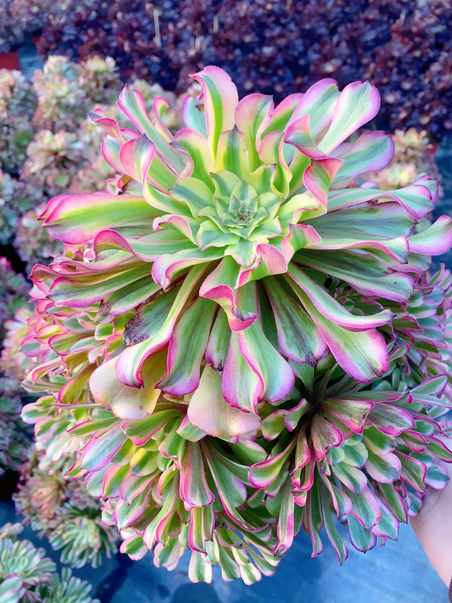 Tsar/沙皇 cluster 30-40cm at least 12 heads two years old