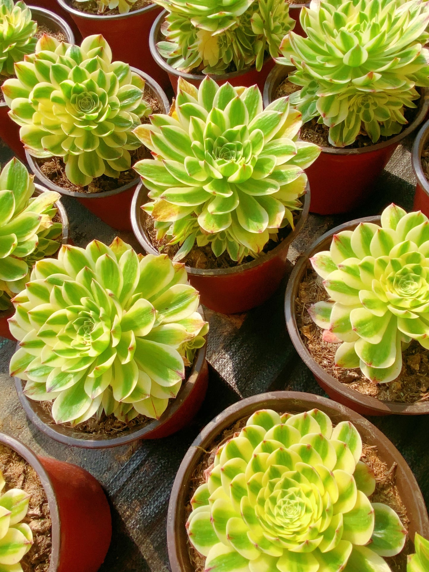 Elizabeth/伊丽莎白 cluster 20-30cm at least 8 heads