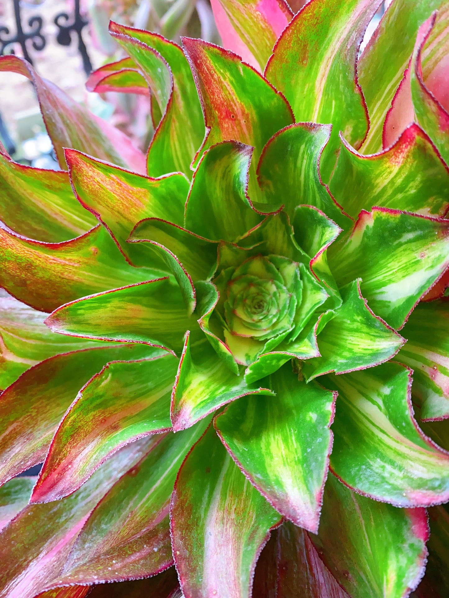Colorful Phantom/魅影中斑七彩 cutting at least 10cm