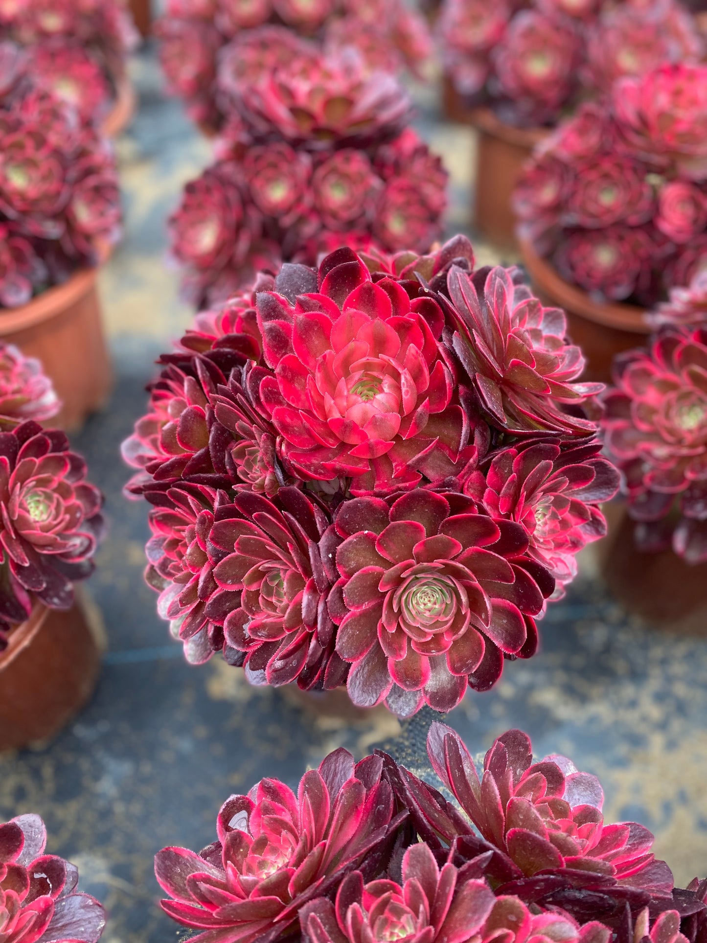 Red Flower Prince/红花郎 cluster 20-30cm at least 12 heads aeonium cluster