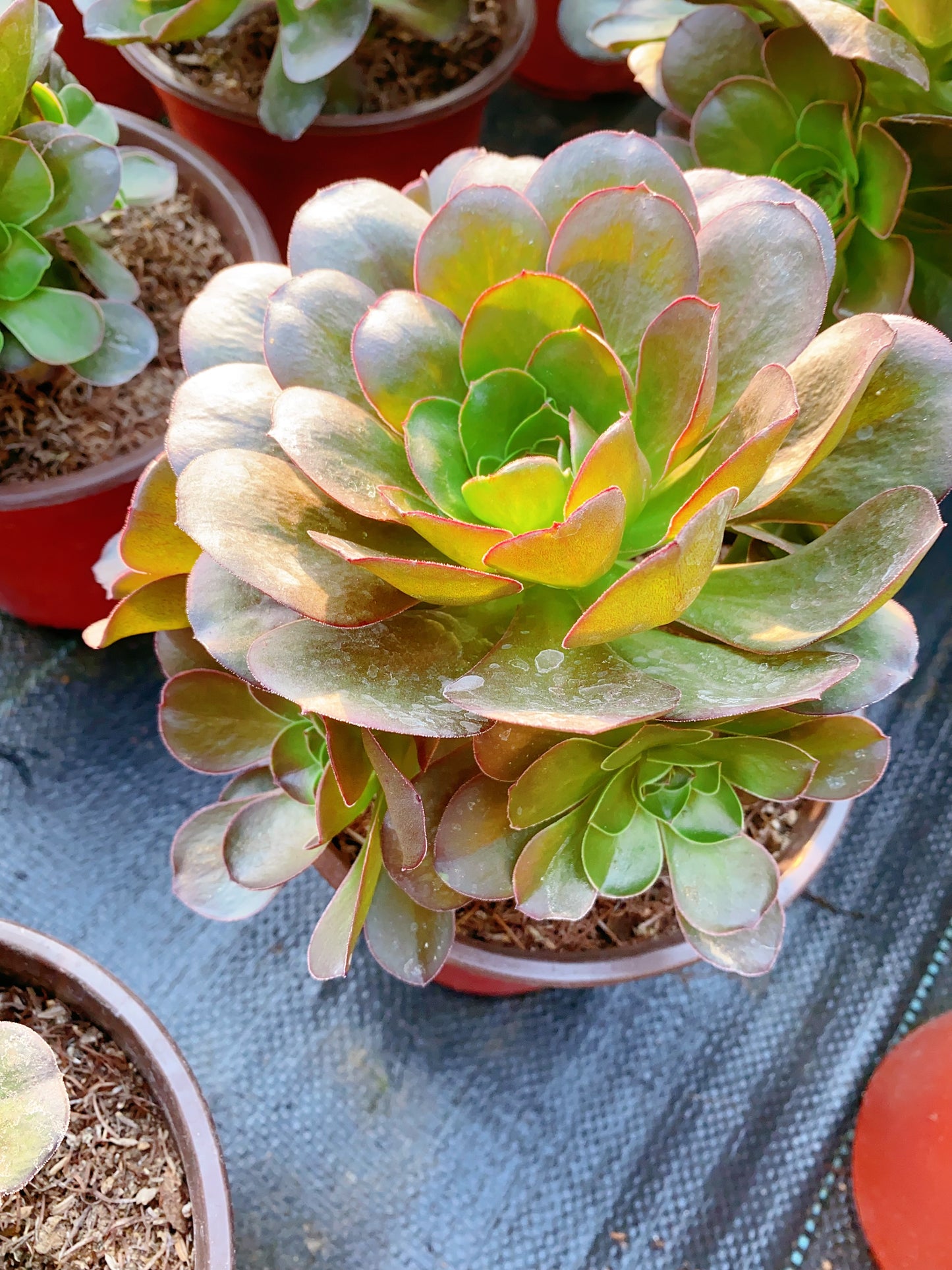 Charm Gold Rose/魅金玫瑰 cluster 20-30cm at least 8 heads
