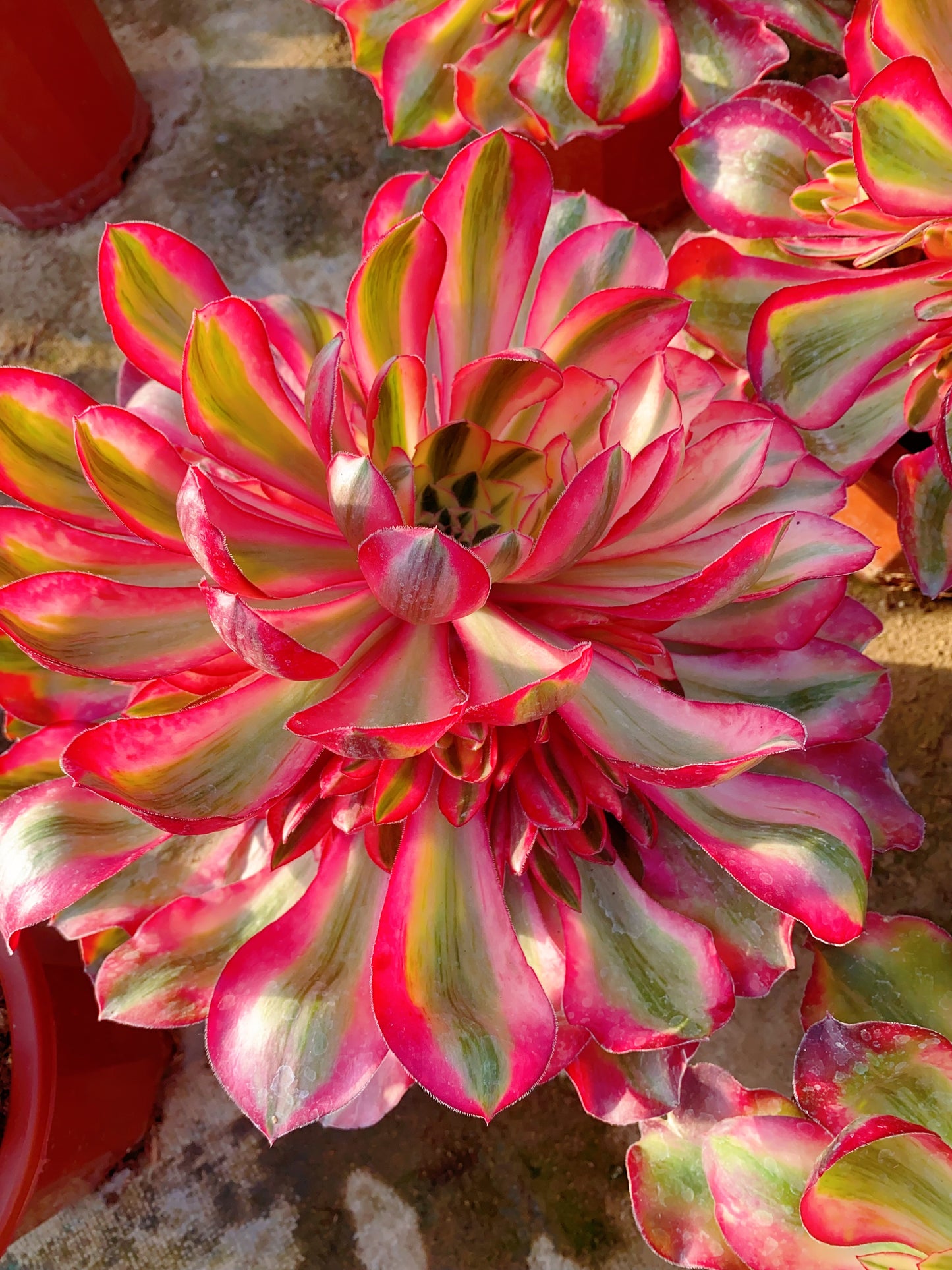 Alice/爱丽丝 cluster 30-40cm at least 8 heads