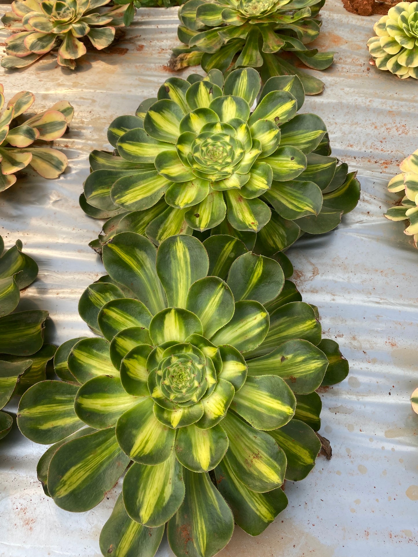 Tyran/暴君 Cutting At least 15cm