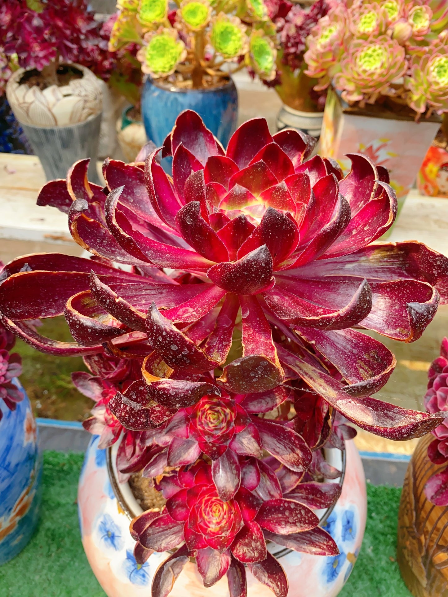 Flame/烈焰 Cluster At least 9 heads
20cm-30cm