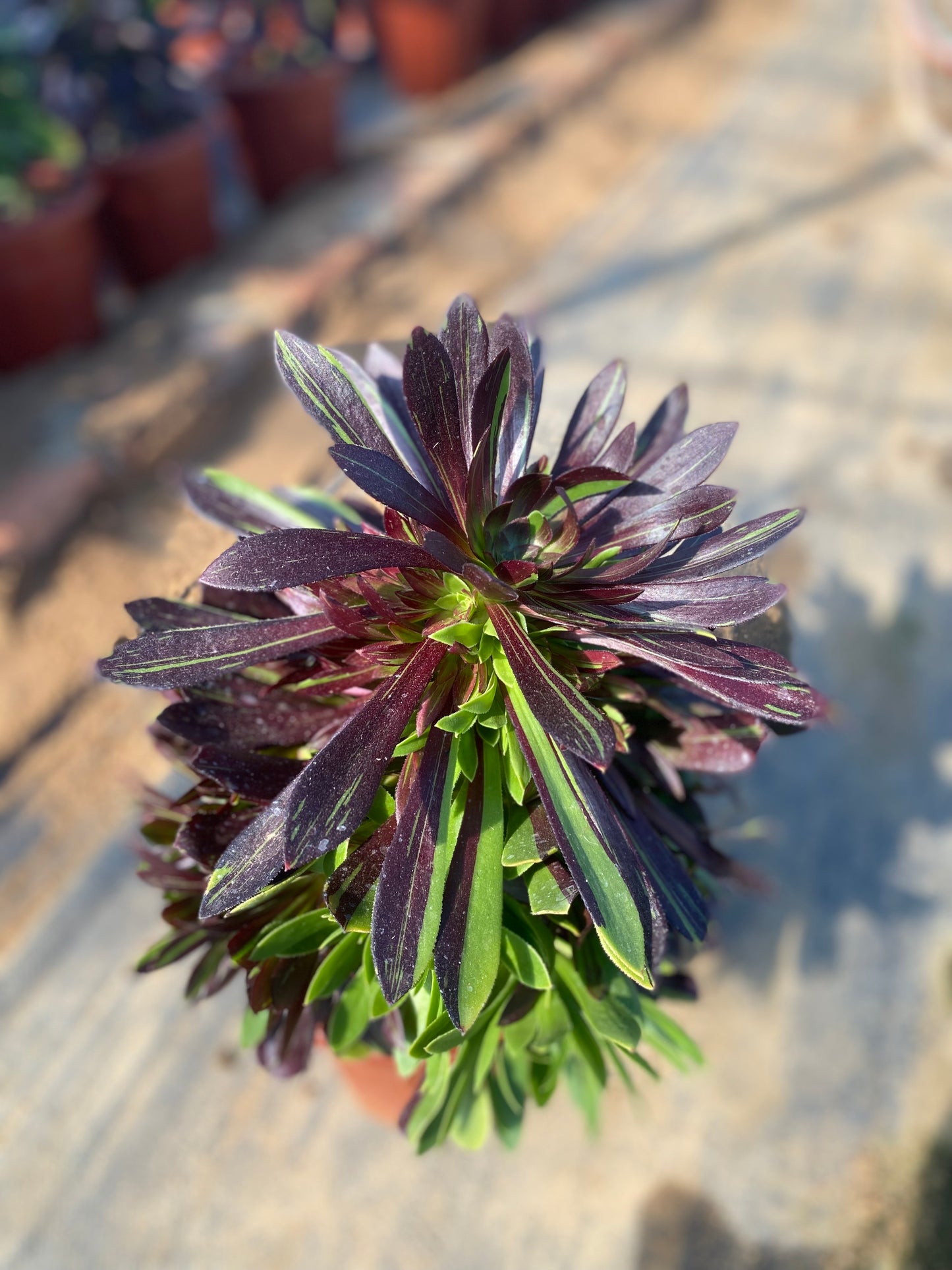 Danqing/丹青 cluster at least 12 heads 20-30cm