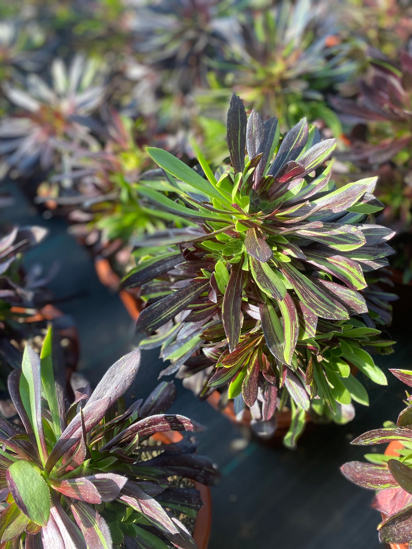 Danqing/丹青 cluster at least 12 heads 20-30cm