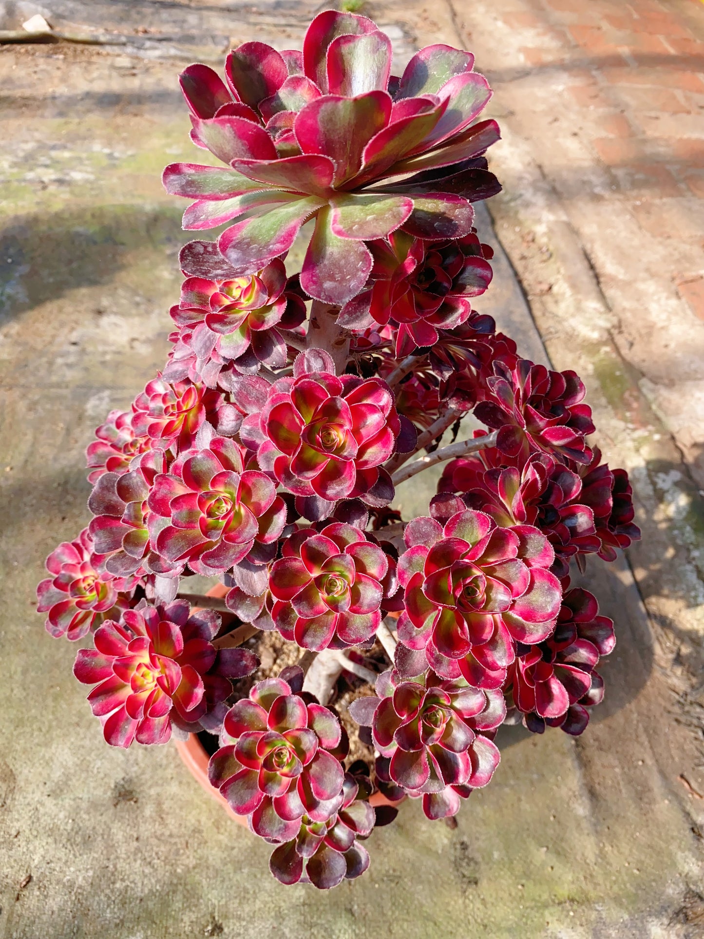Lina/丽娜 cluster 30cm high 40cm at least 20 heads