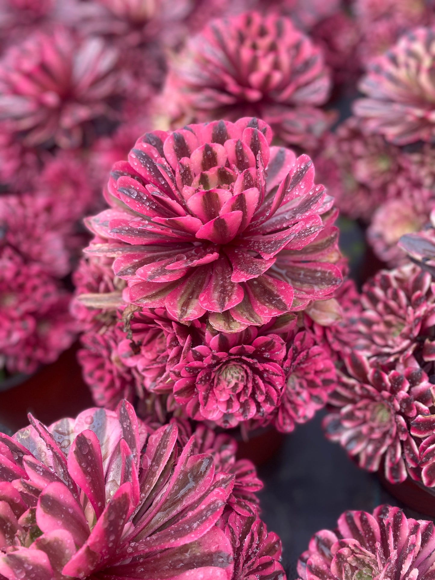 Pink Panther/粉红豹 cluster 20-30cm at least 10 heads