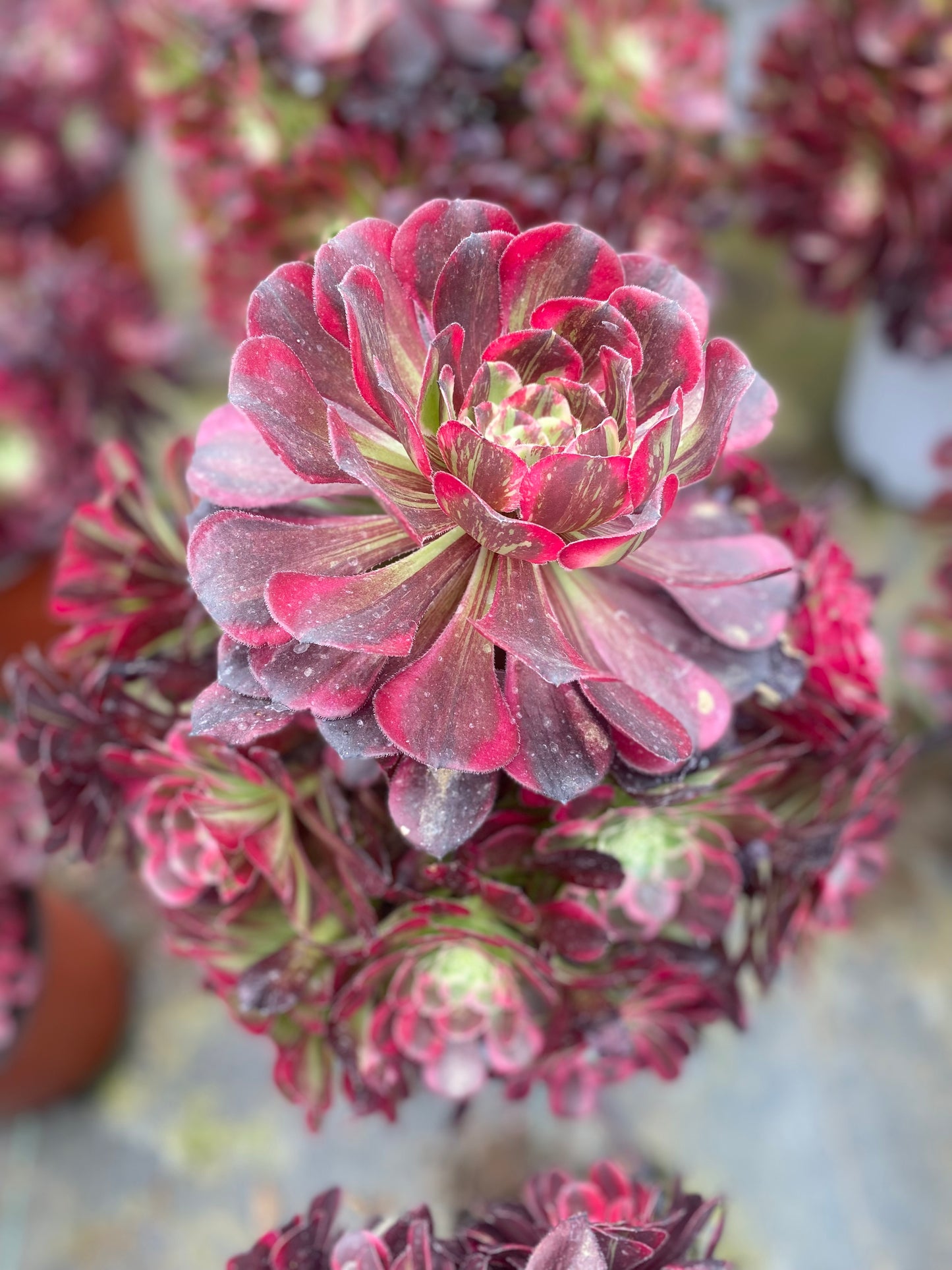 Tonghuashun/铜花顺 cluster 20-30cm at least 12 heads