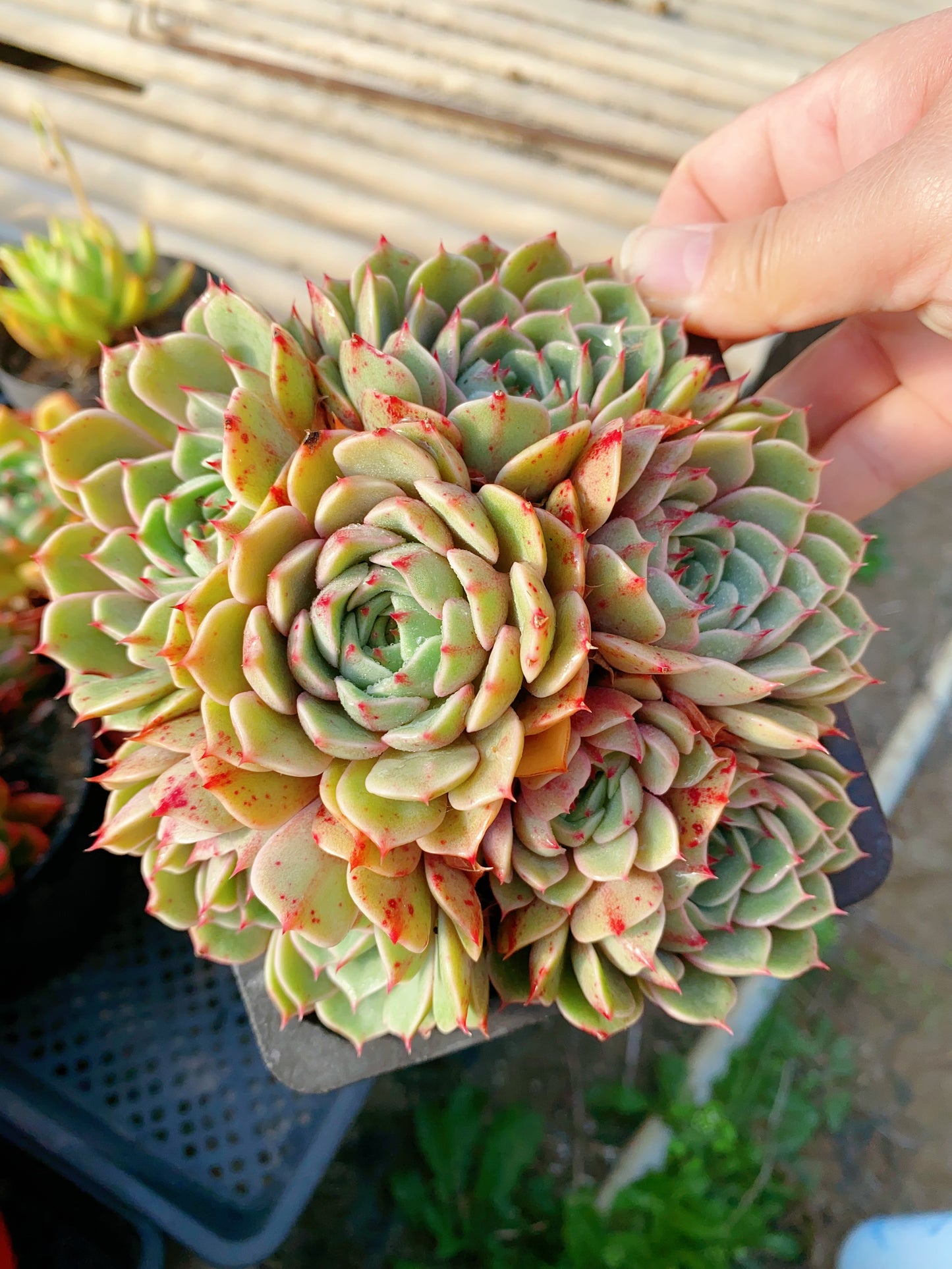 Ben Badis/苯巴蒂斯 cluster at least 10cm