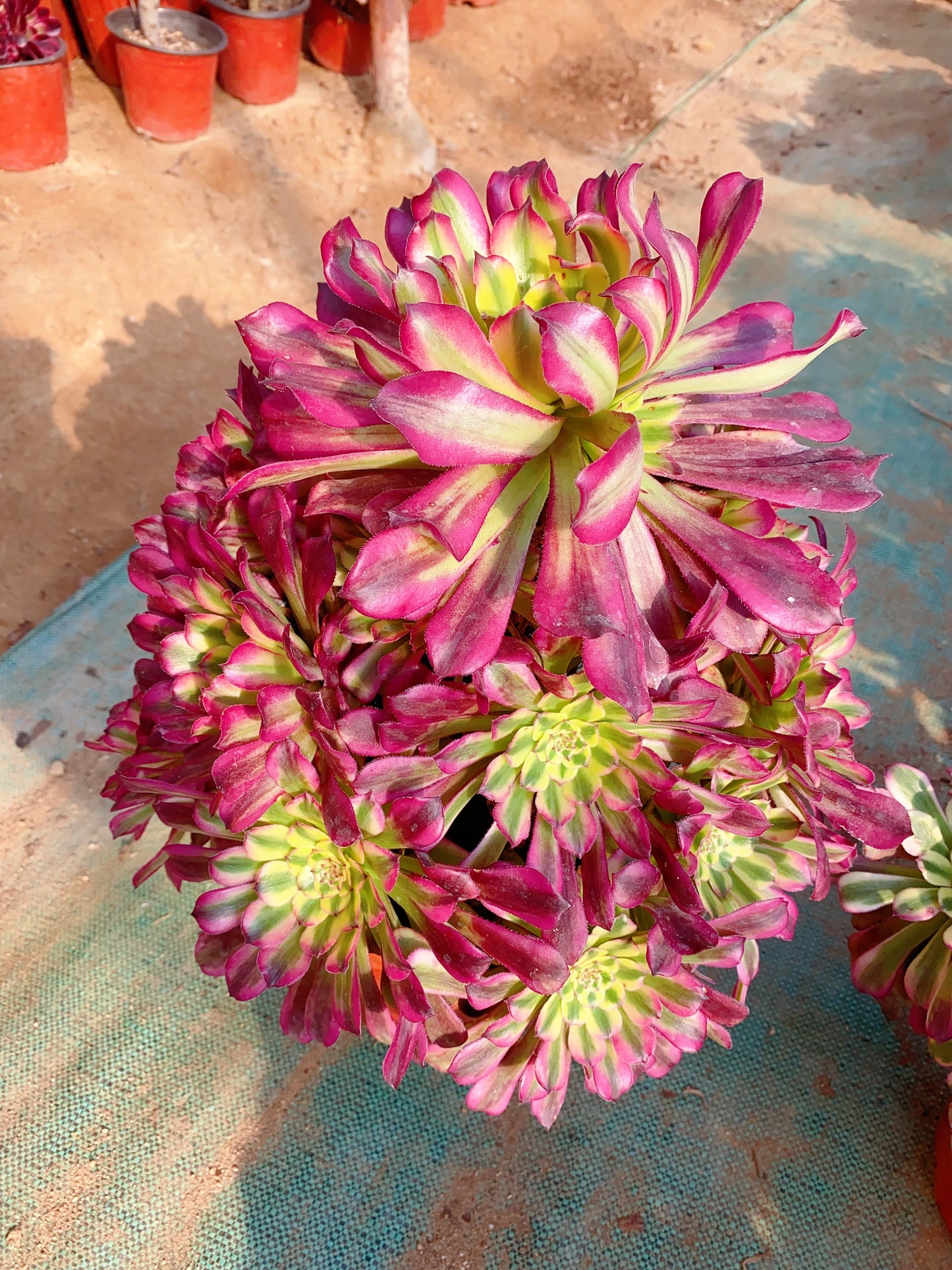 Venus/维纳斯 Cluster At least 10 heads 30-40cm two years old