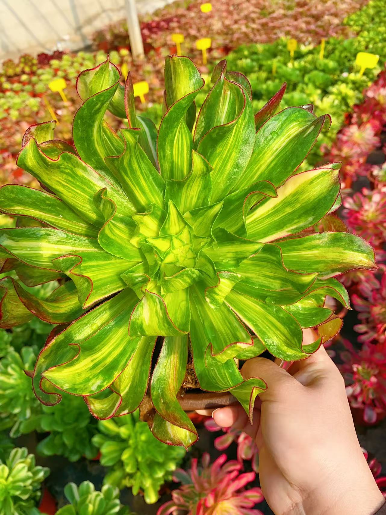 Colorful Phantom/魅影中斑七彩 cutting at least 10cm