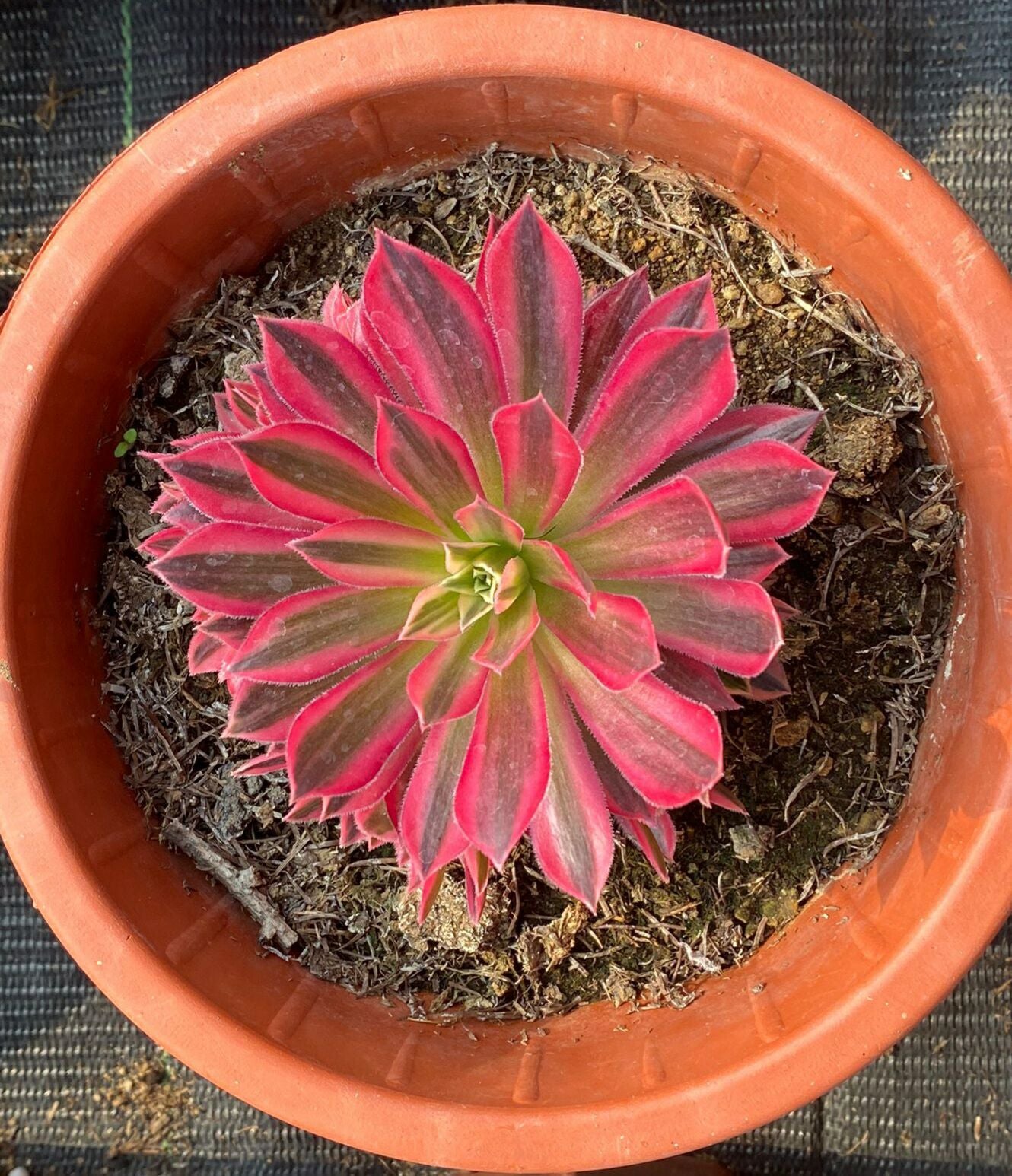 Phoenix Variegated/凤凰锦 cutting at least 5cm