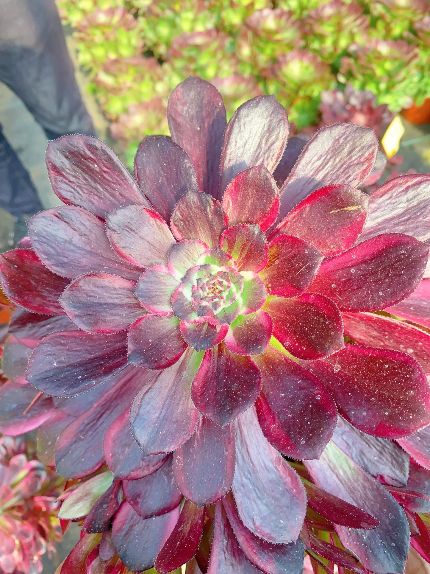 Tonghuashuan/铜花顺 cutting at least 10cm