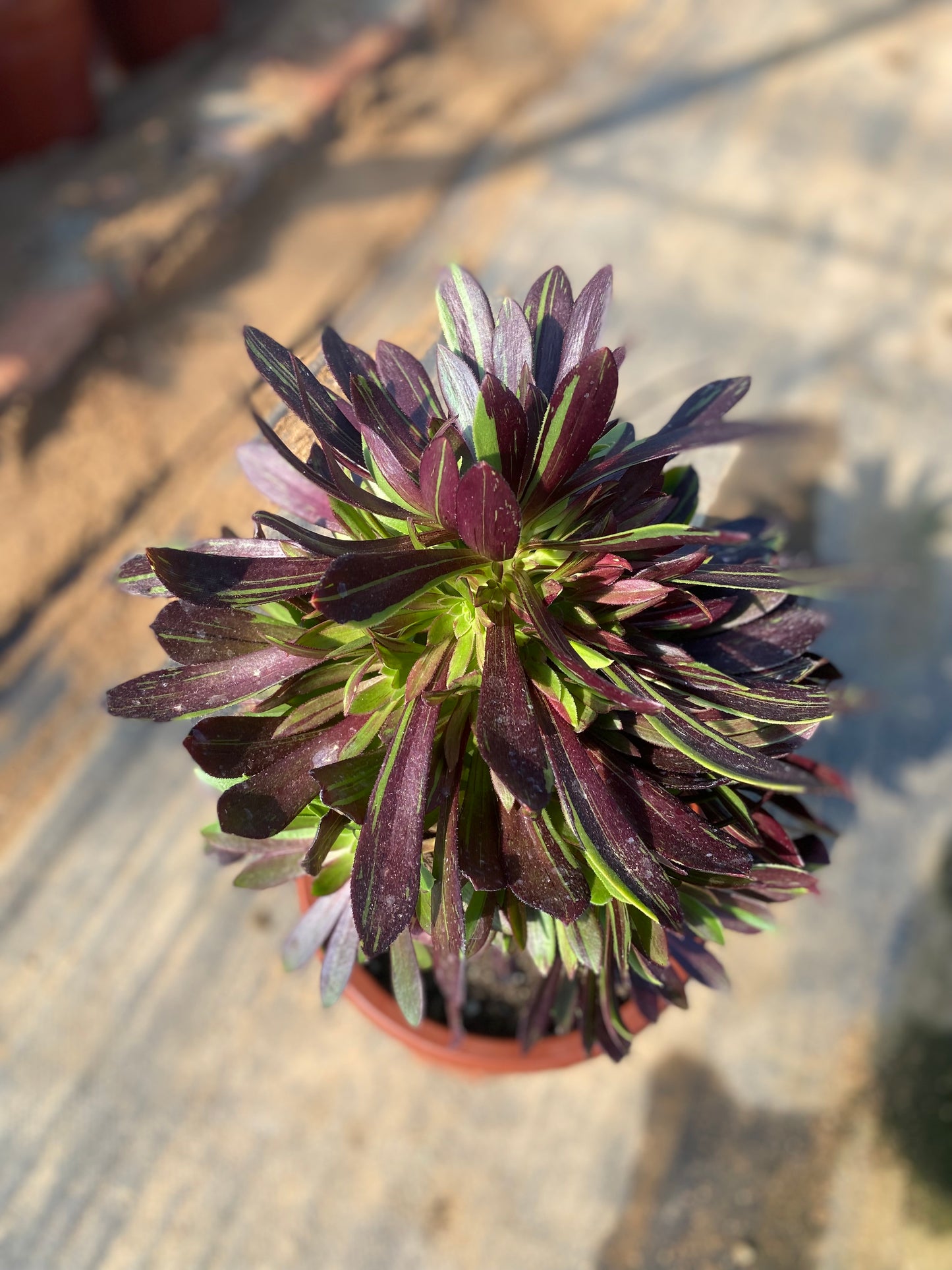 Danqing/丹青 cluster at least 12 heads 20-30cm