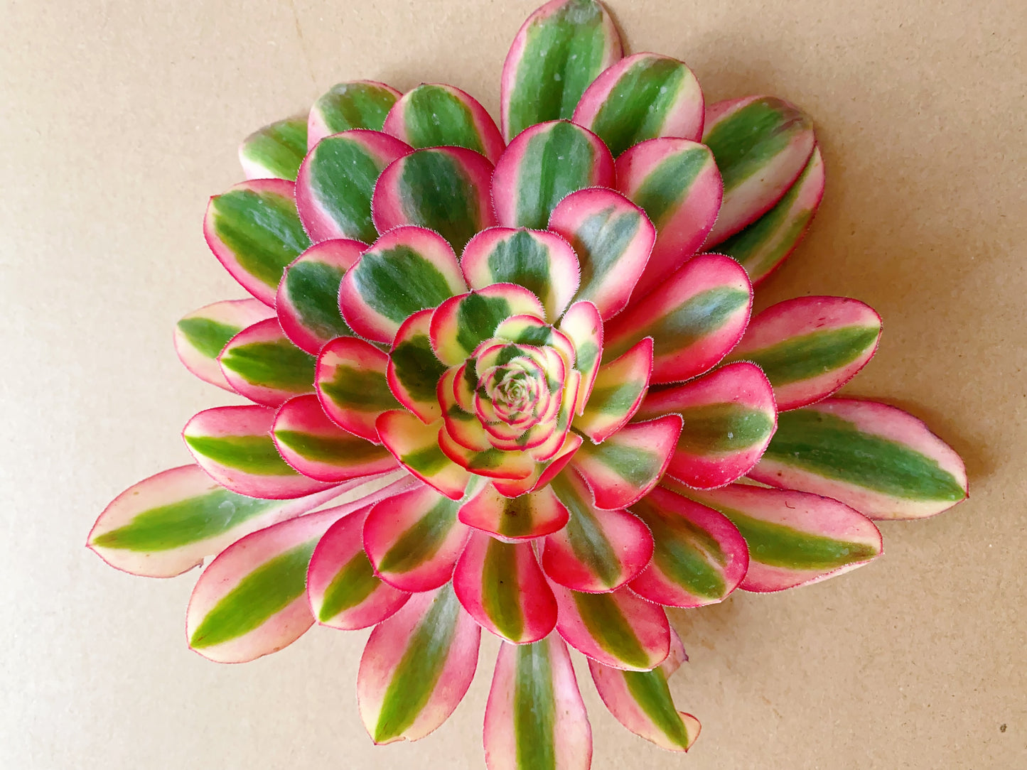 Pink Chanel/粉体香奈儿 cutting at least 10cm