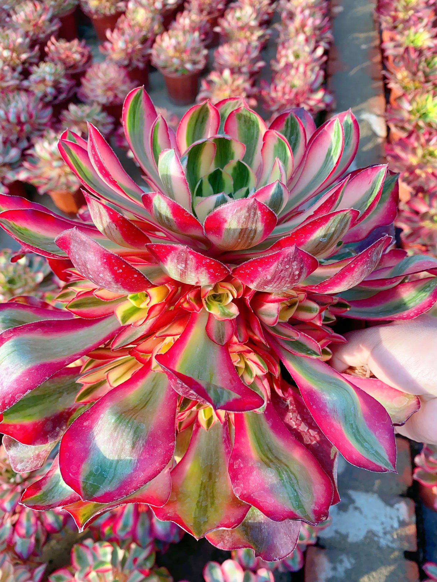 Alice/爱丽丝 cluster 30-40cm at least 8 heads