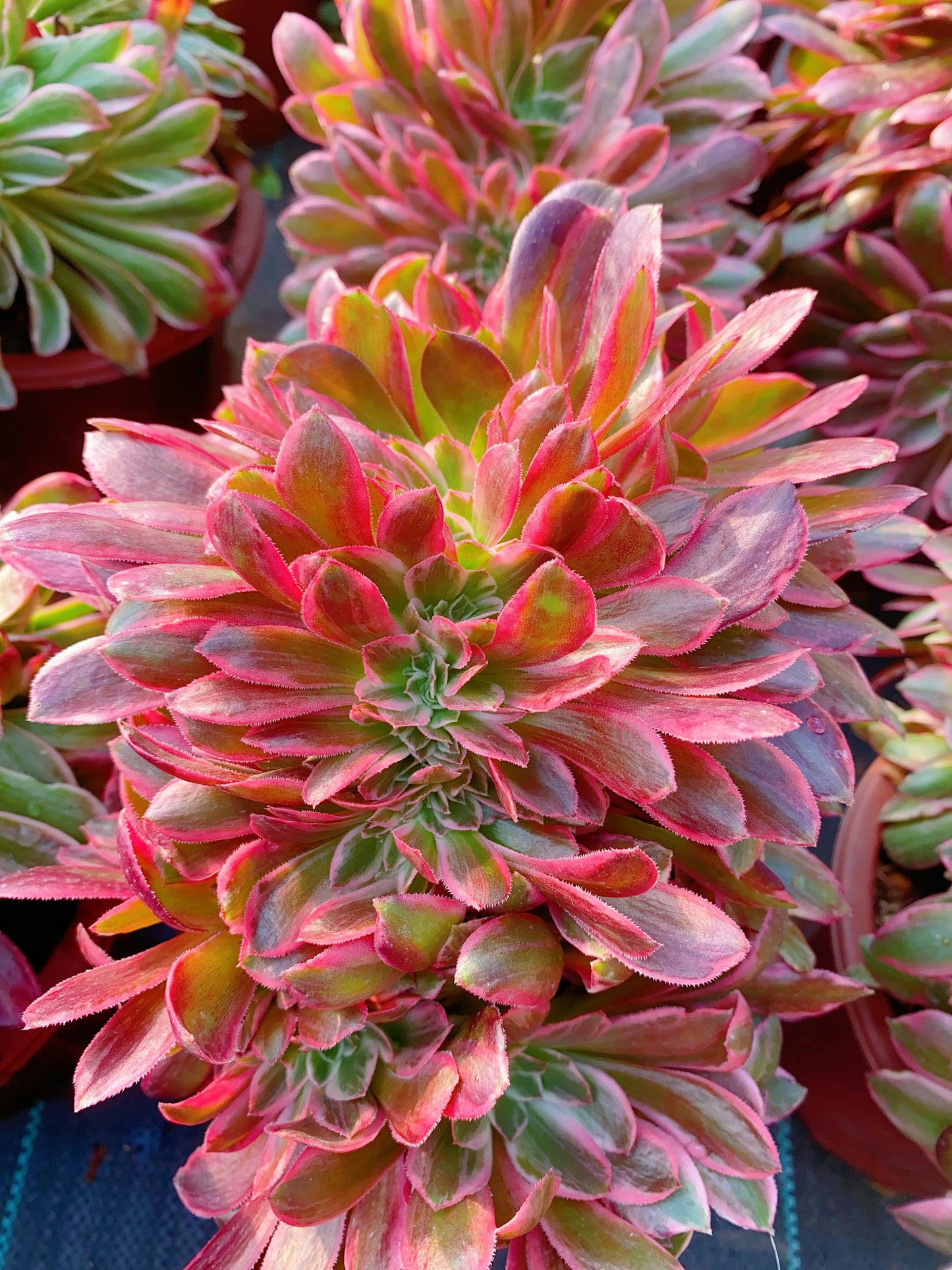 Huansha Crested/浣纱缀化20-30cm