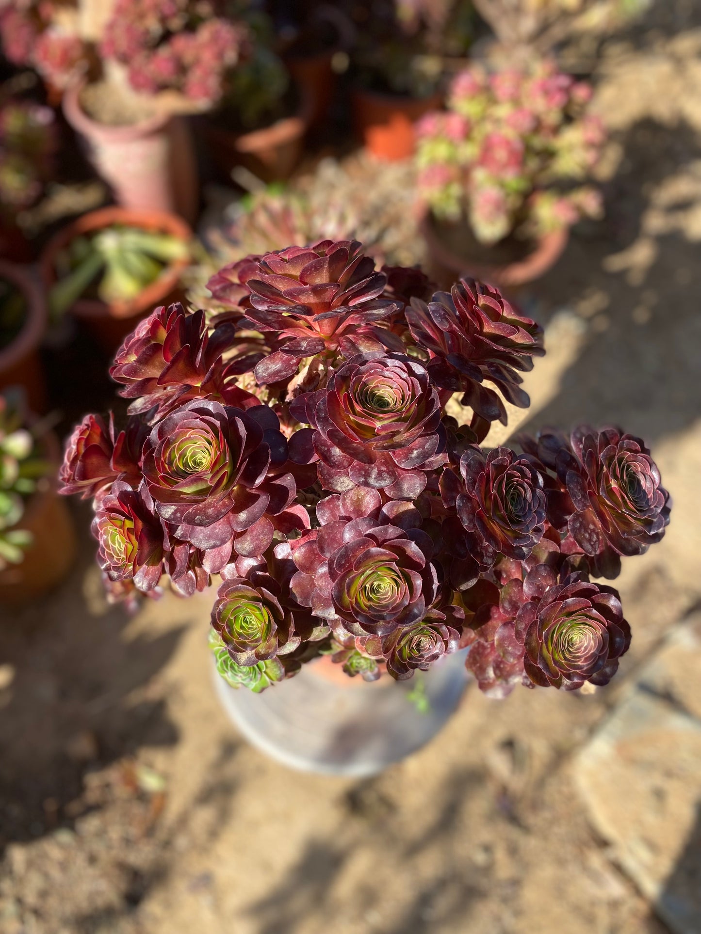 Charm Gold Rose/魅金玫瑰 at least 12 heads 35cm two years old aeonium cluster