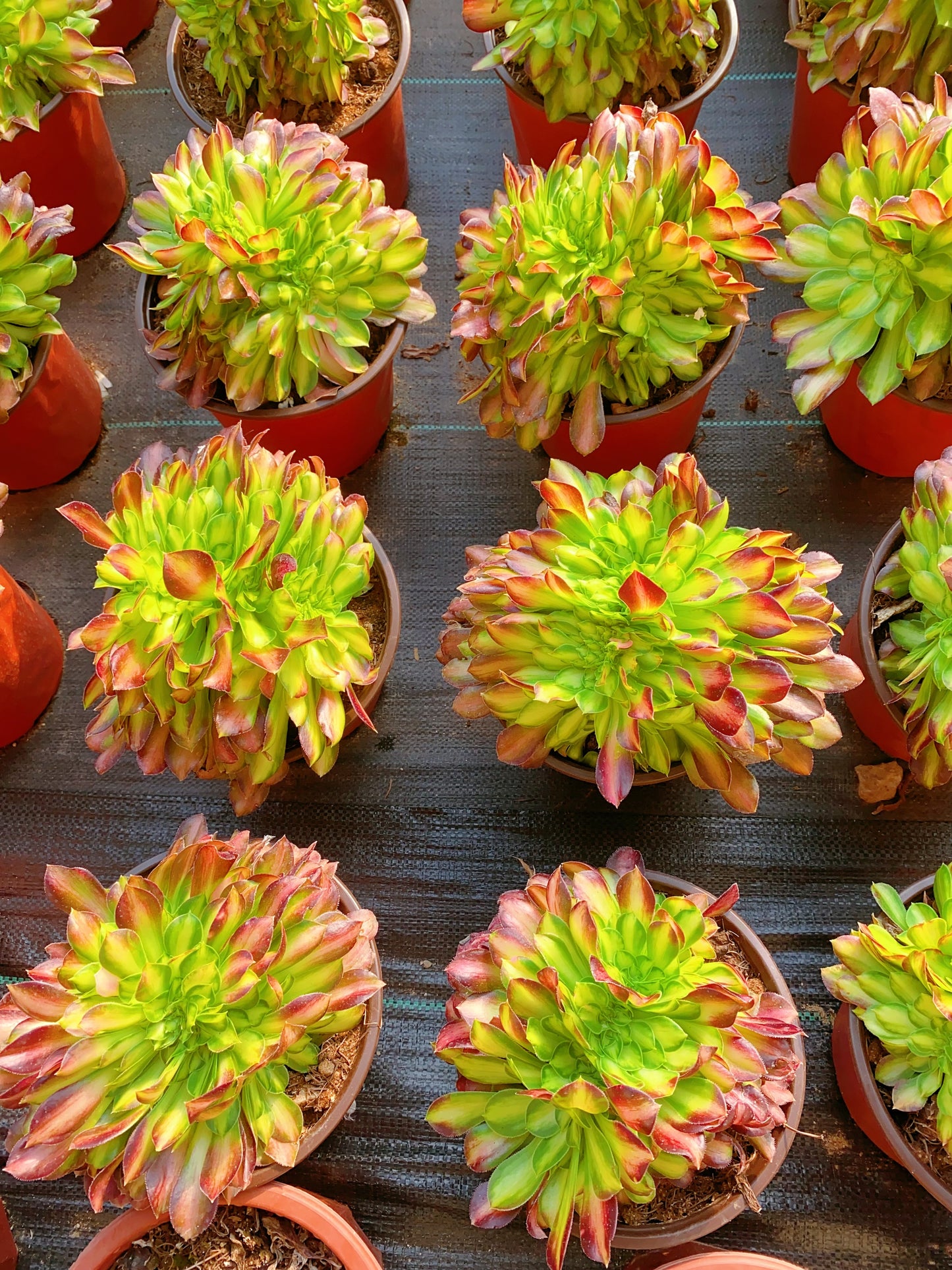 Glorious Youth Crested/韶华缀化 15-20cm