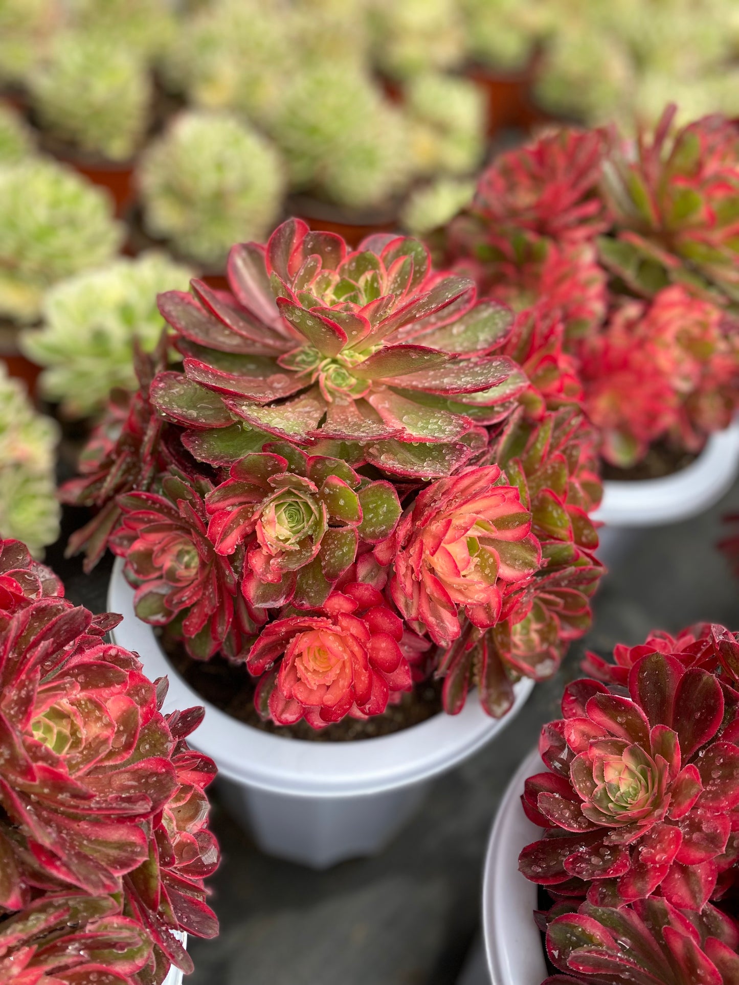 Black Magic variegated/黑魔锦 cluster 20-30cm at least 10 heads