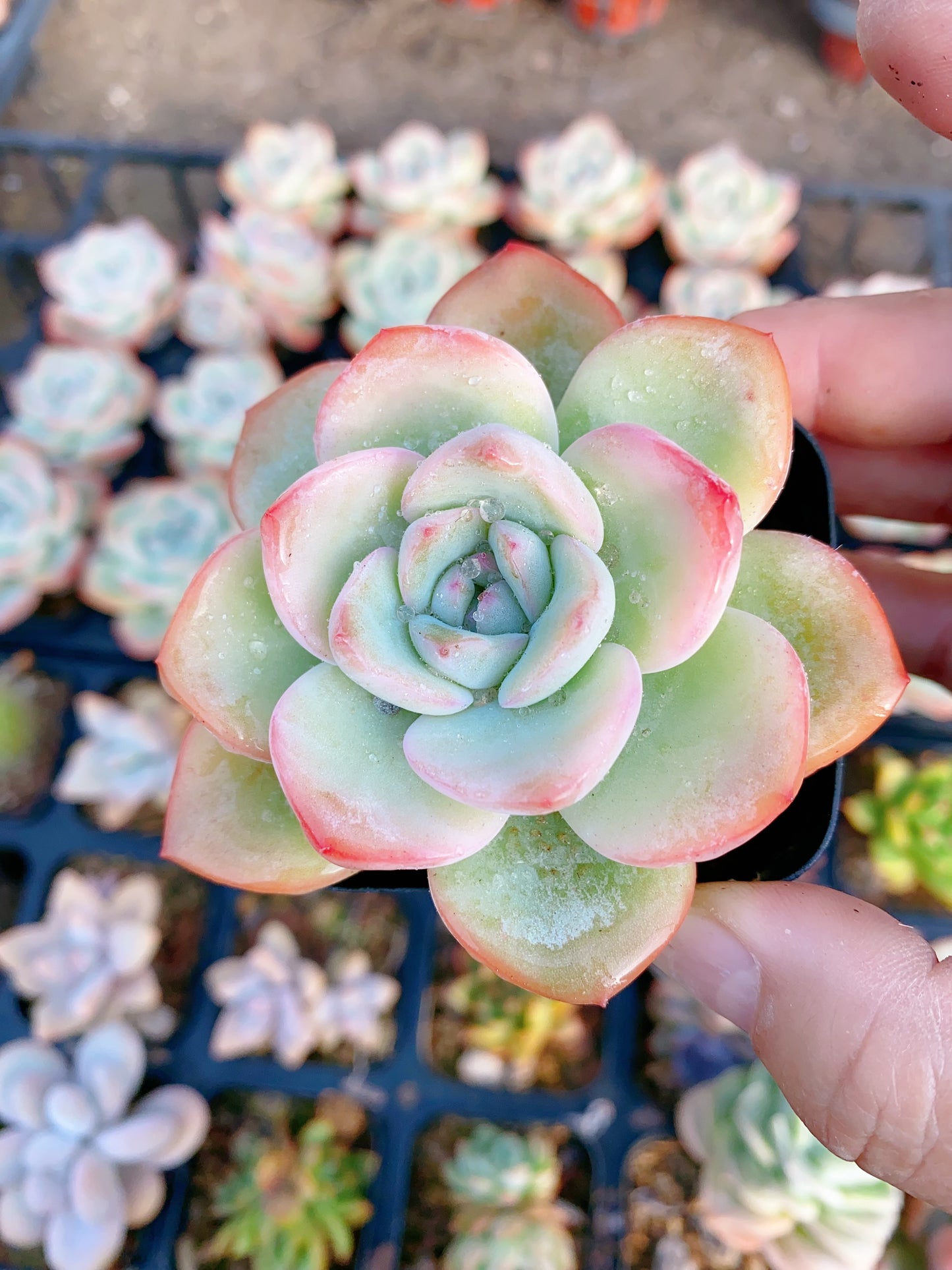 Amabeier/轰动 6.5cm pot