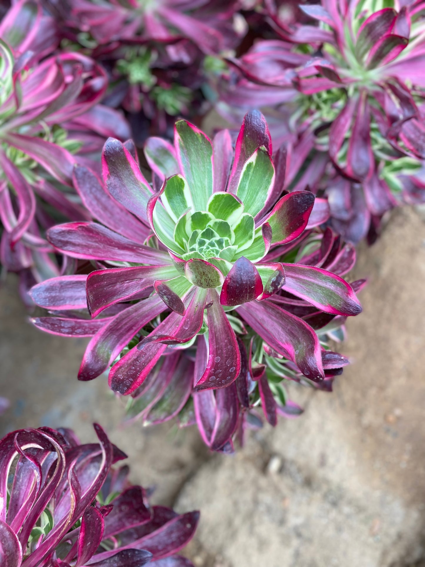 Purple Flame/紫焰 cluster at least 6 heads 20-30cm aeonium cluster
