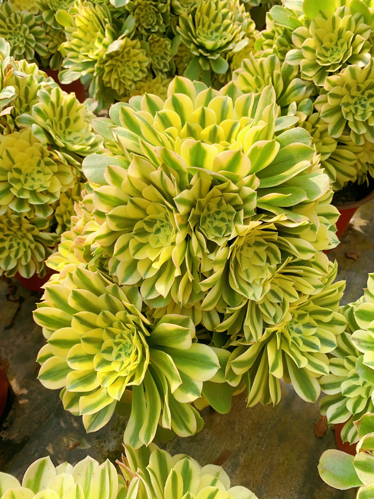 Sinnia/辛尼亚 cluster at least 15 heads 30-40cm two years old