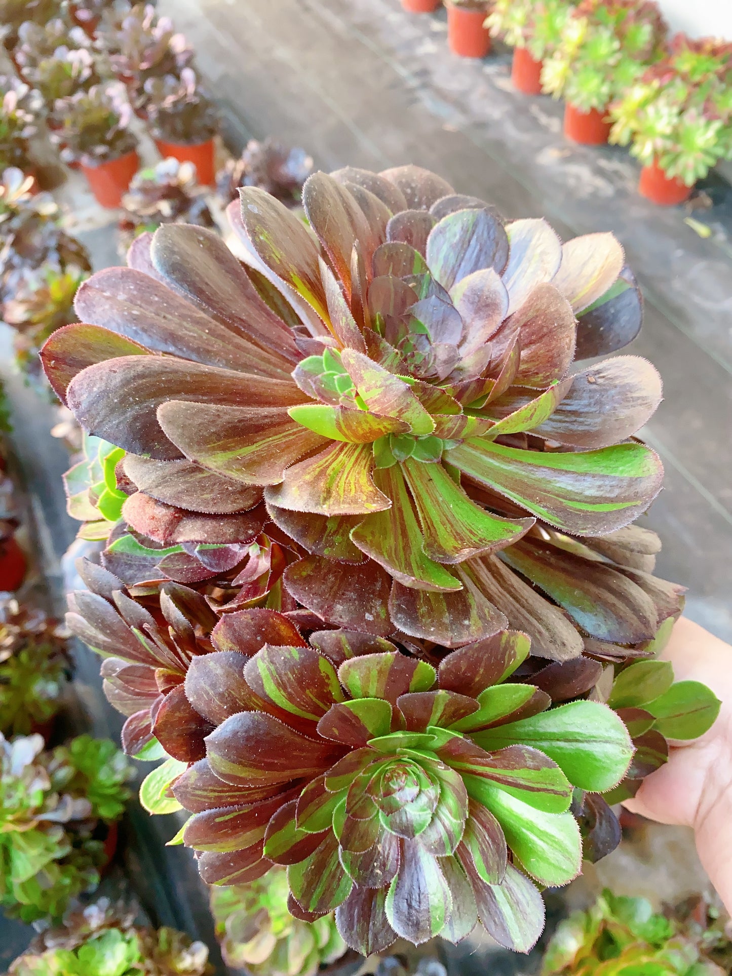 Pulidonis/花月夜 cutting at least 10cm